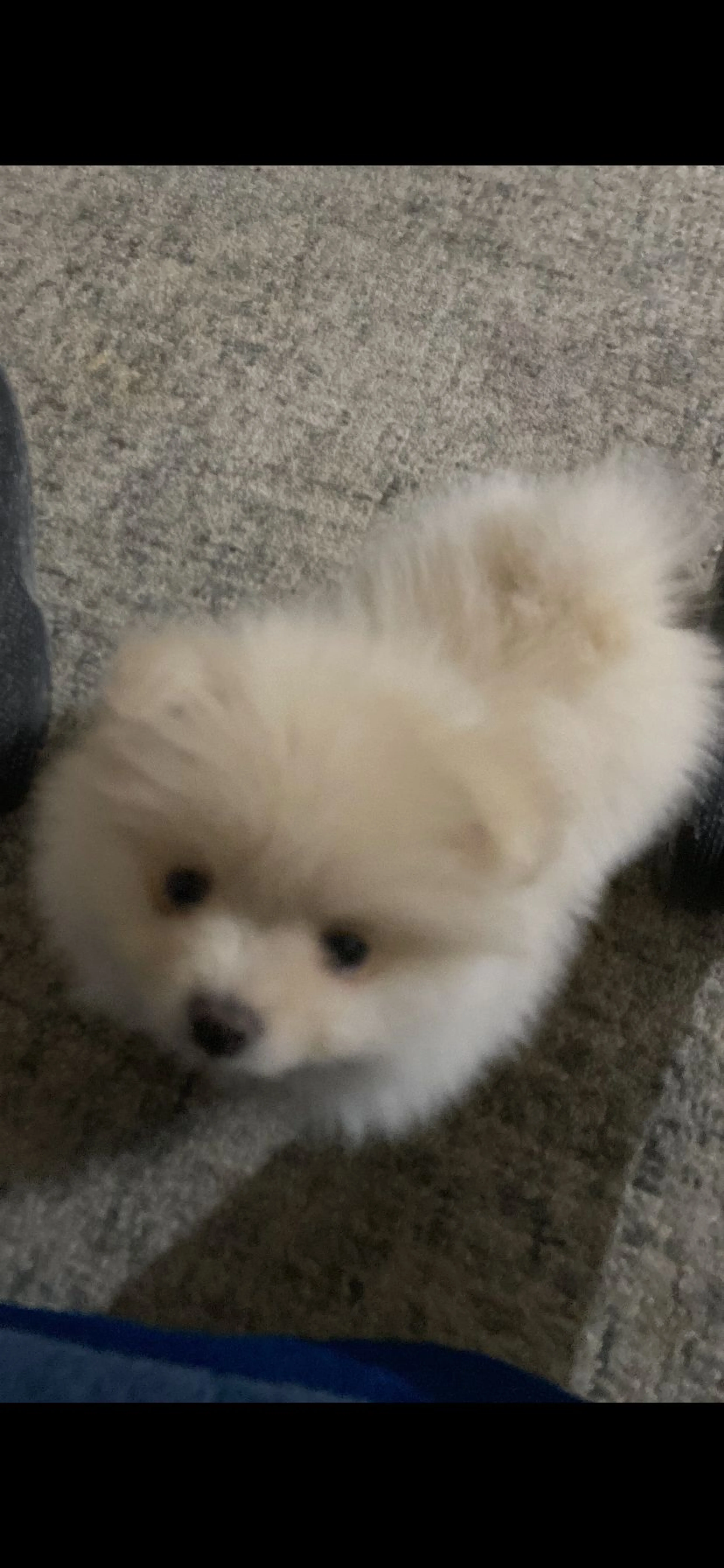 Lost pet