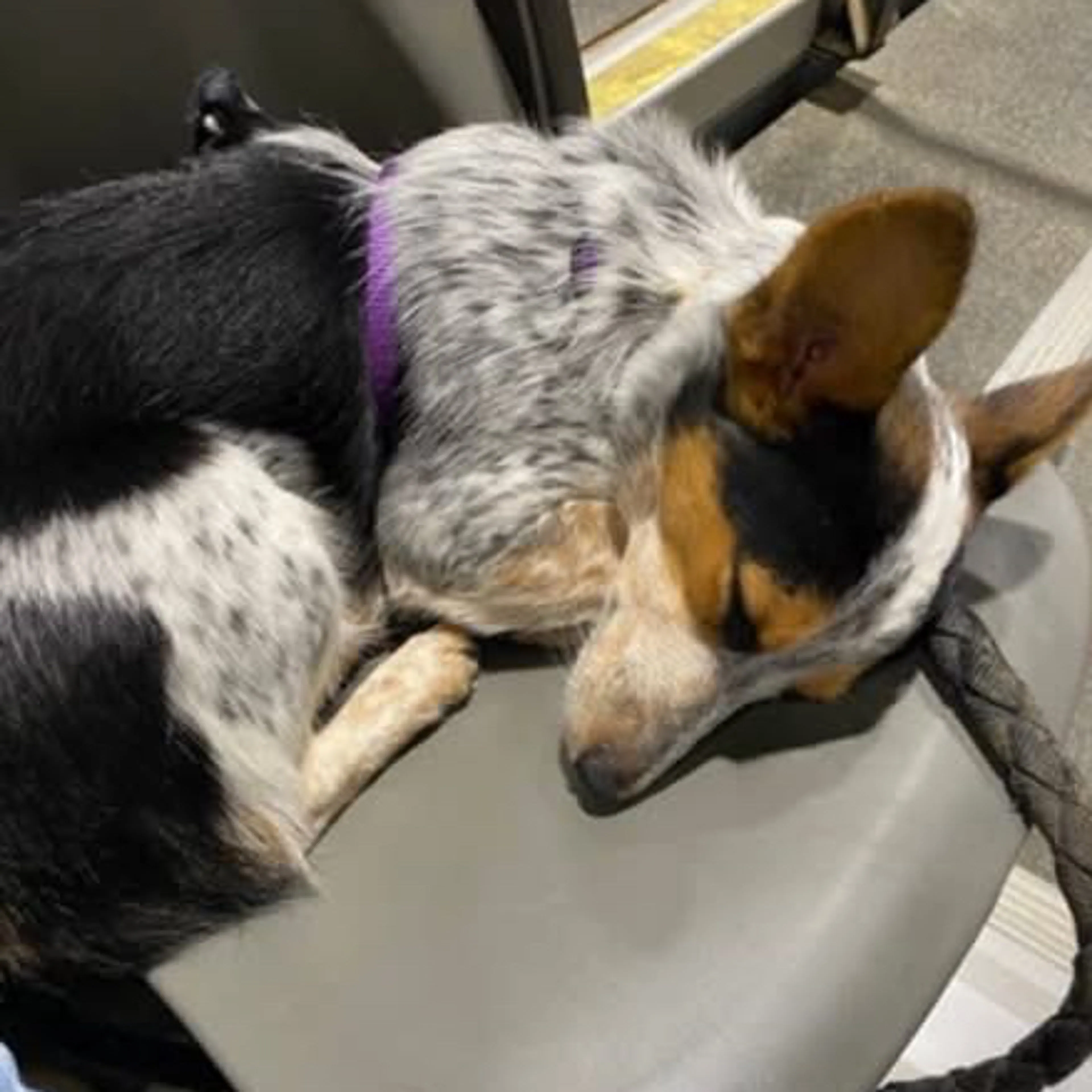 Lost pet-2