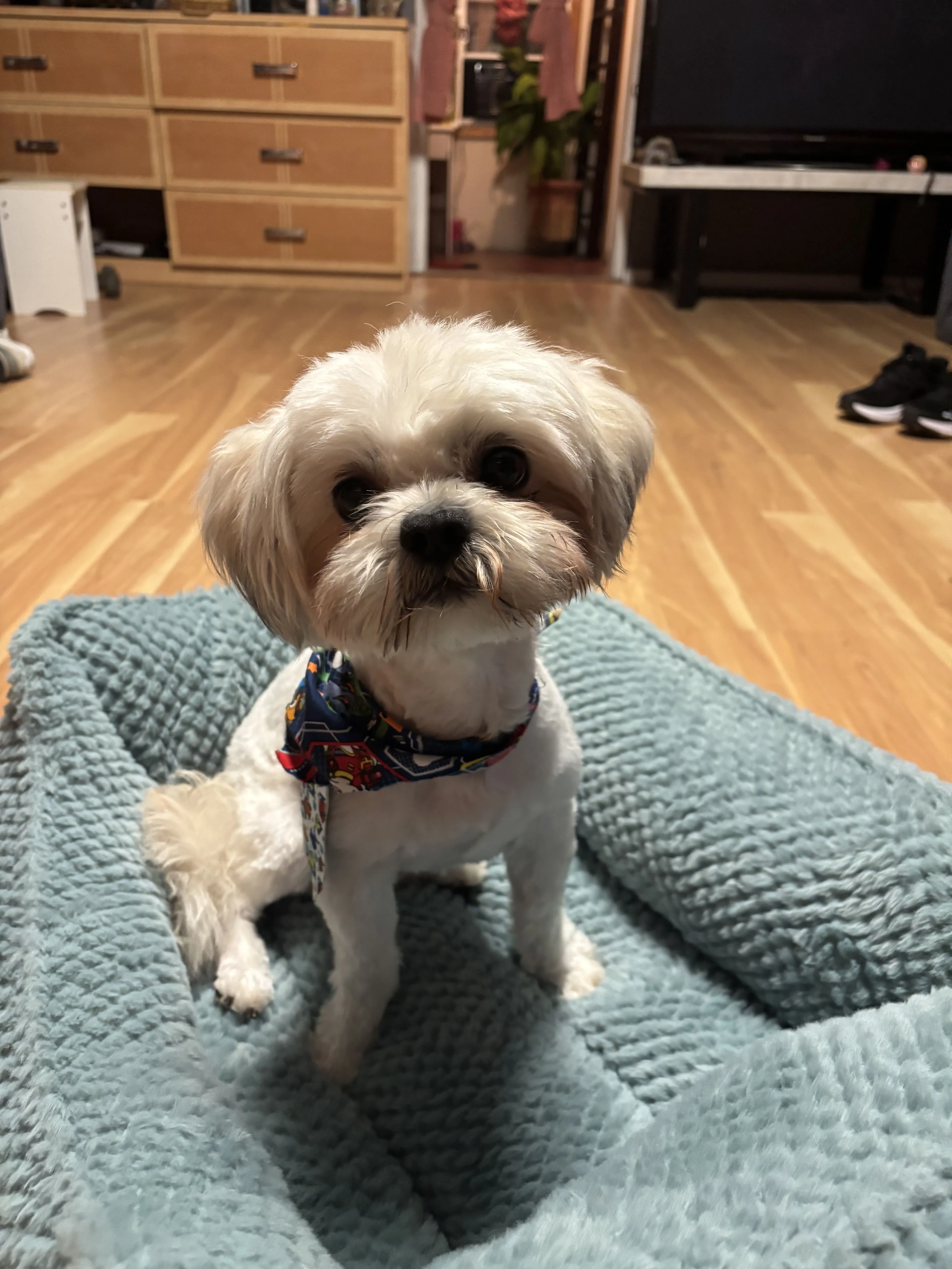 Lost pet-1