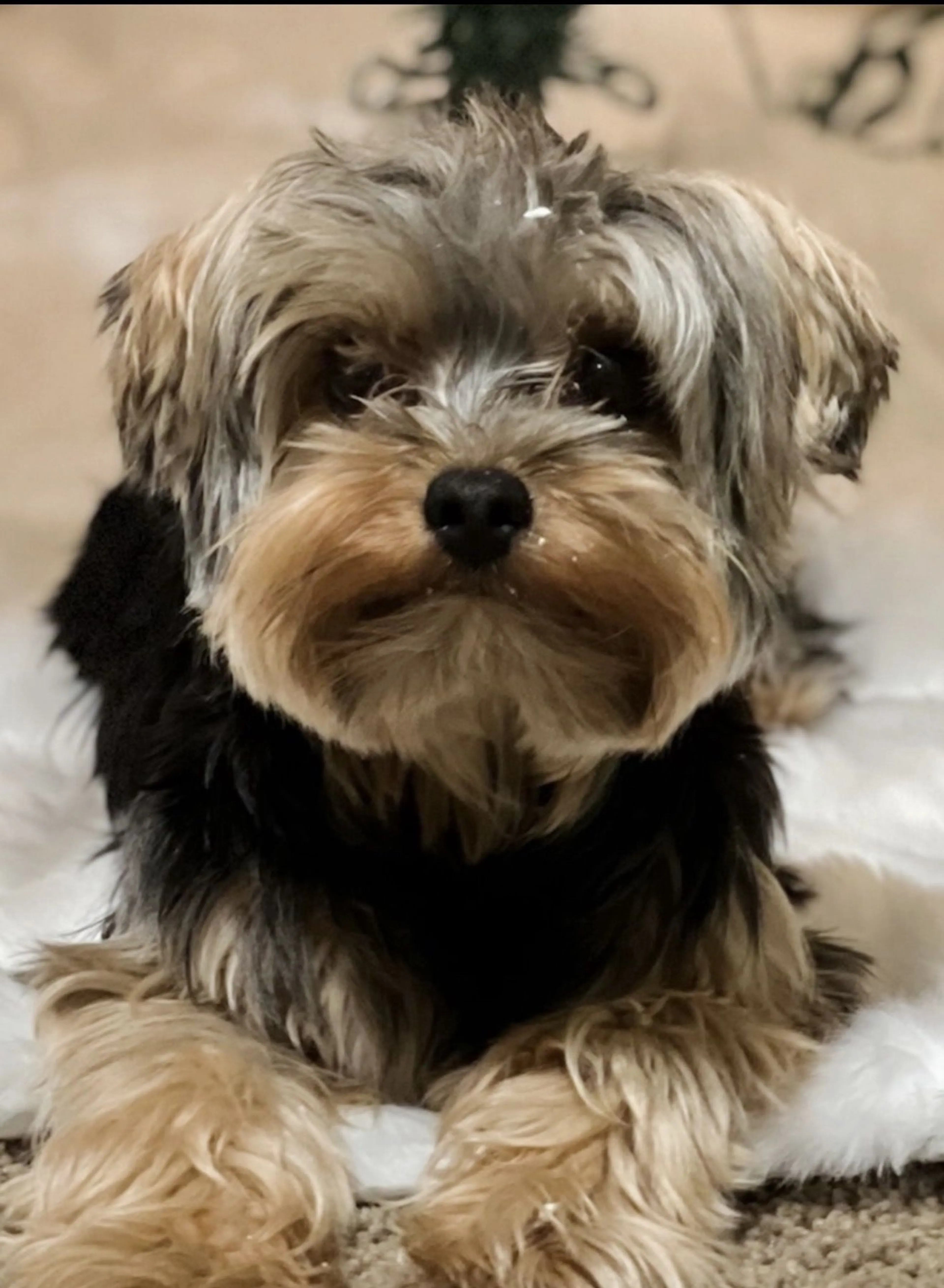 Lost pet