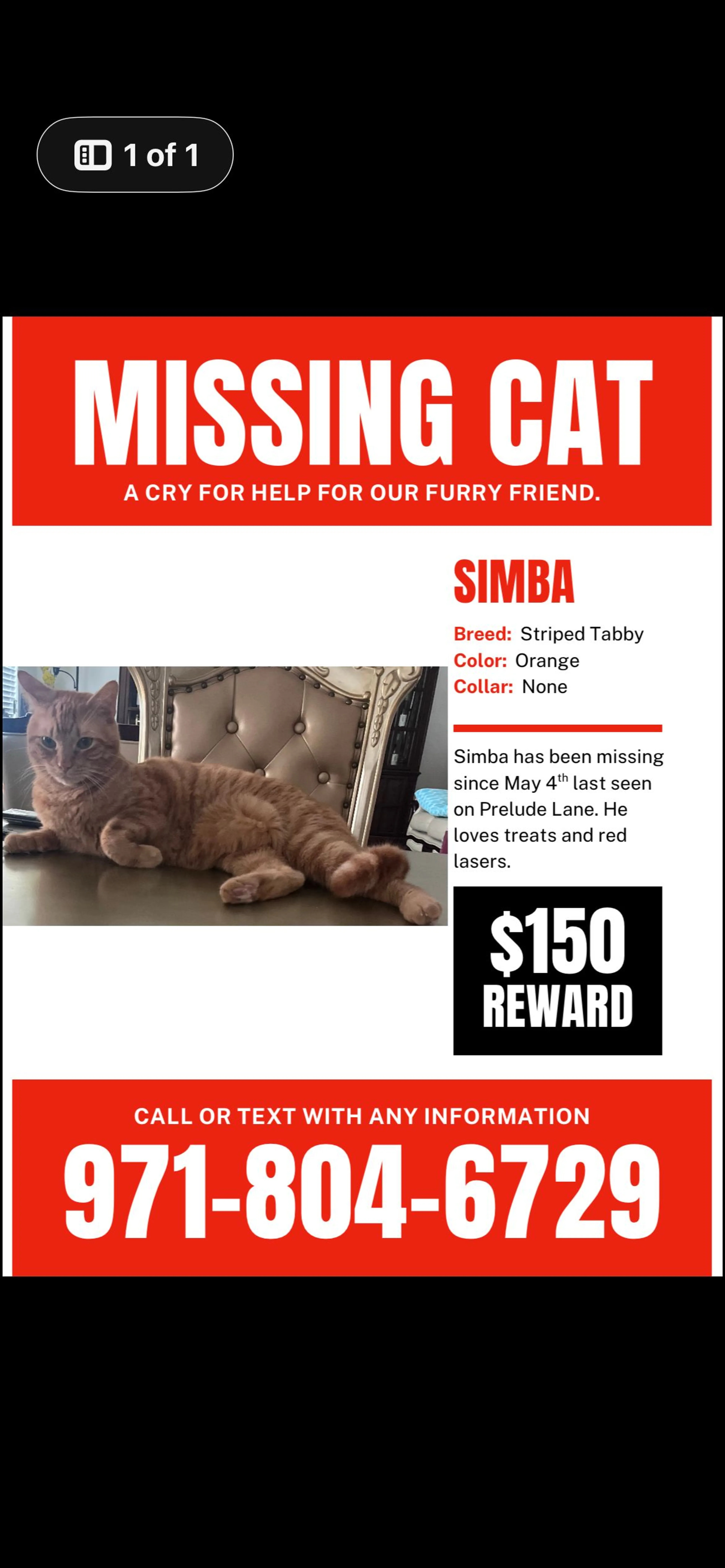 Lost pet