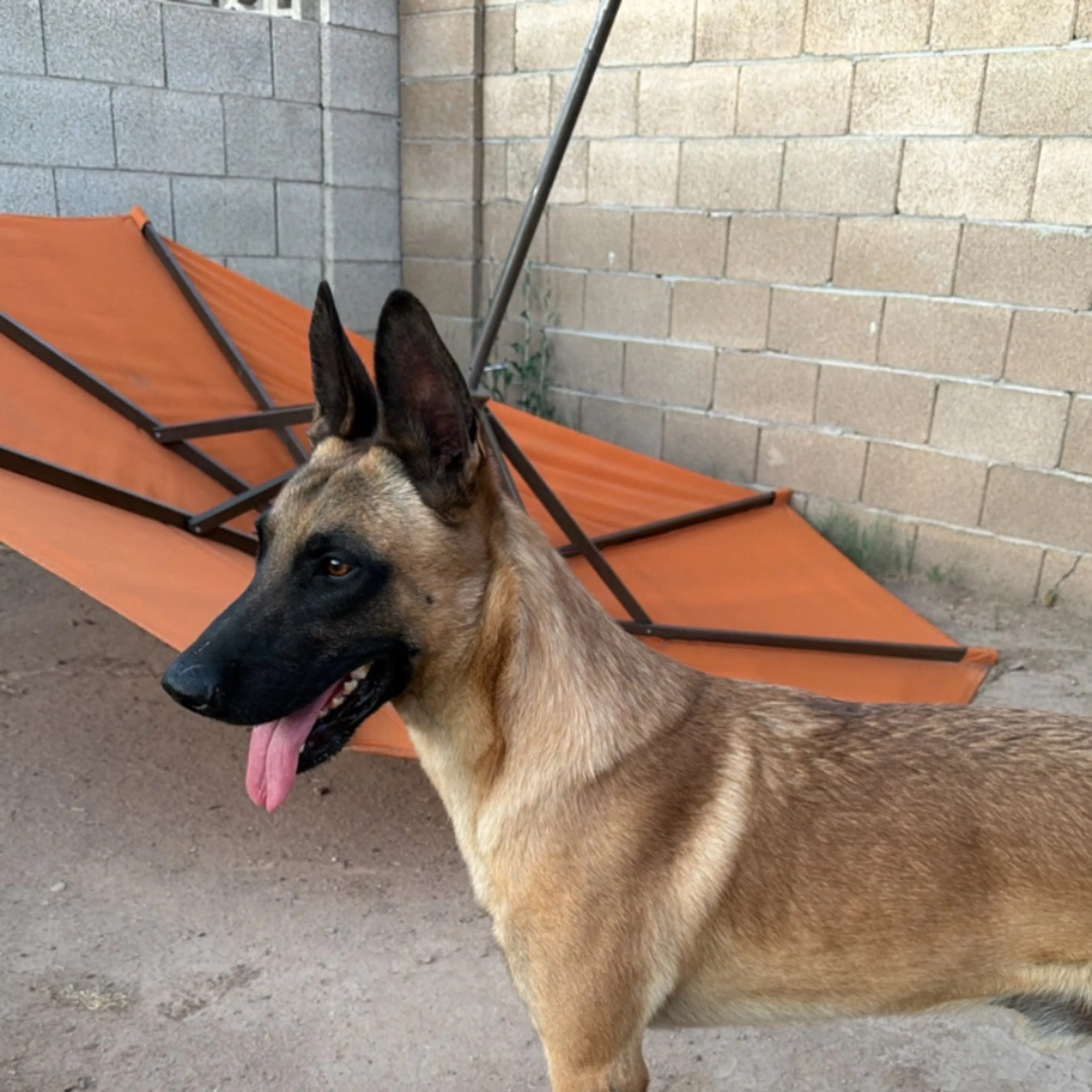Found pet