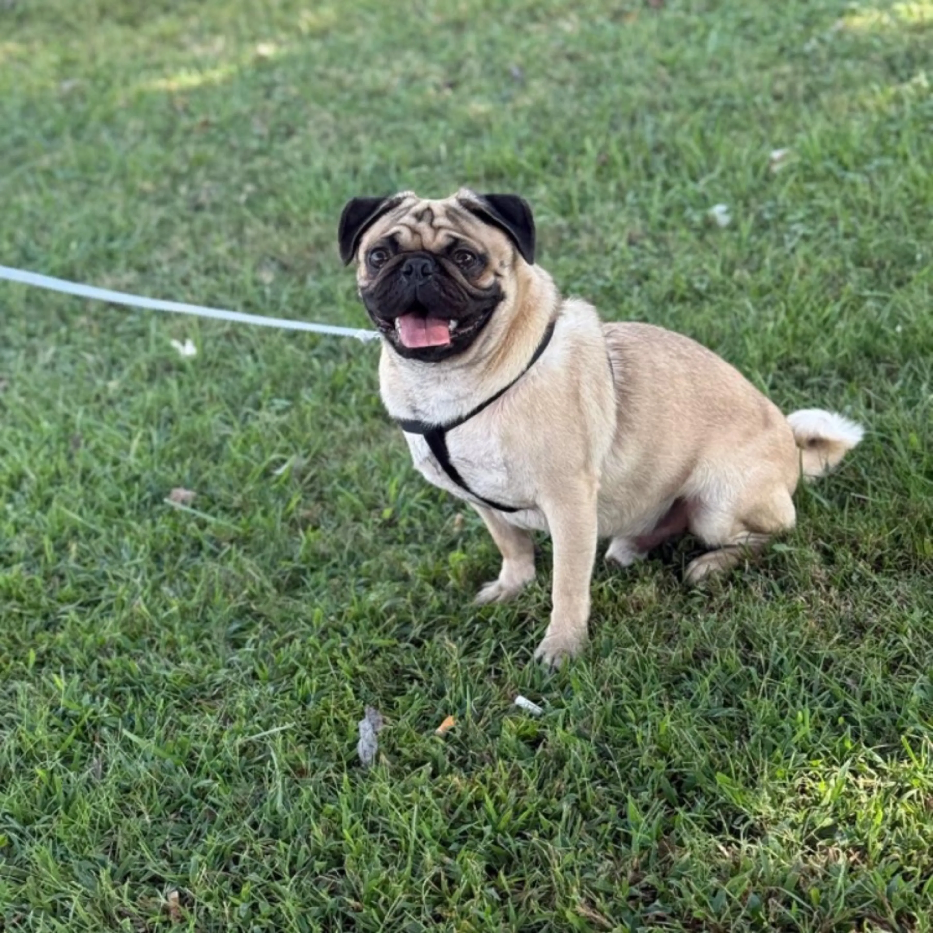 Lost pet