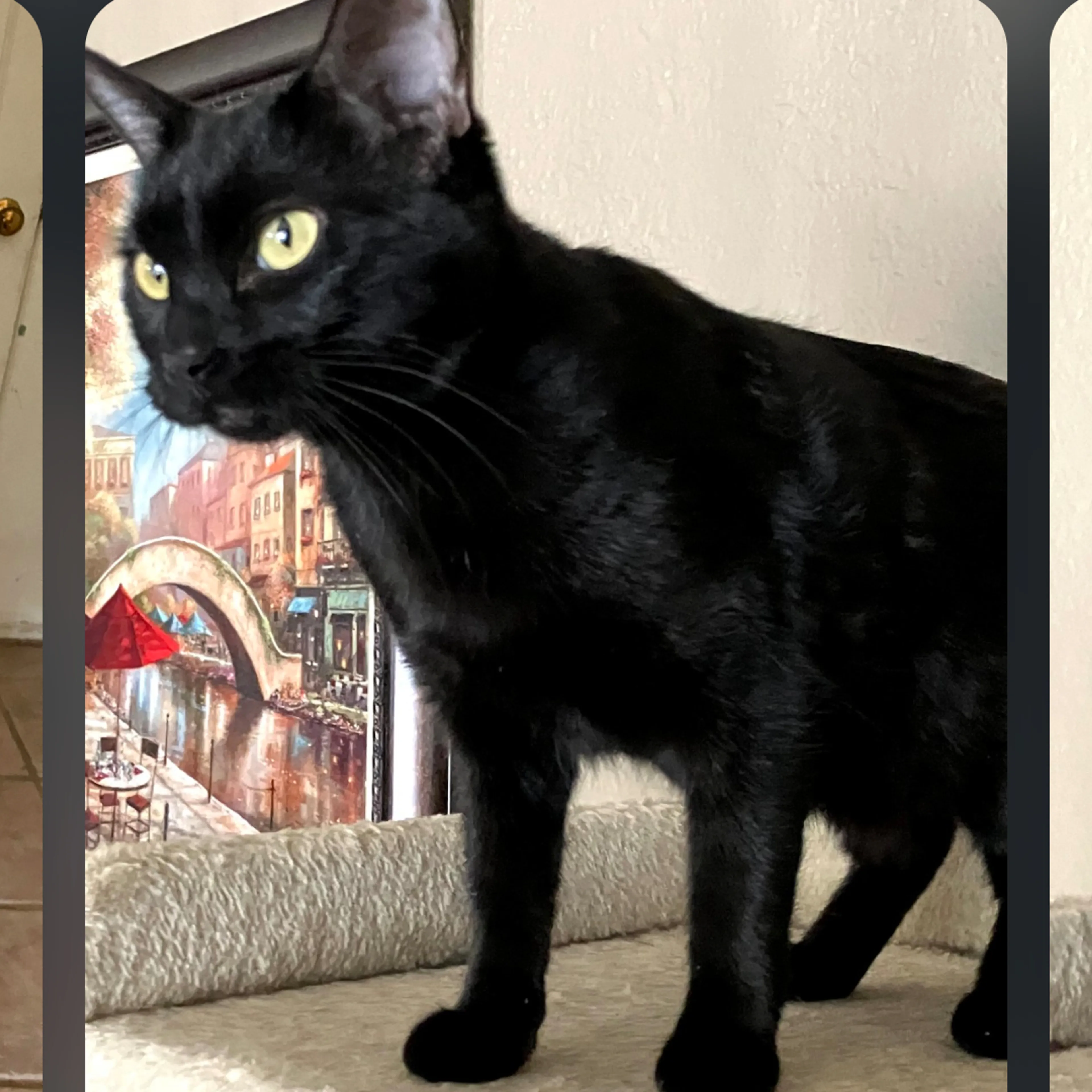 Lost pet-1