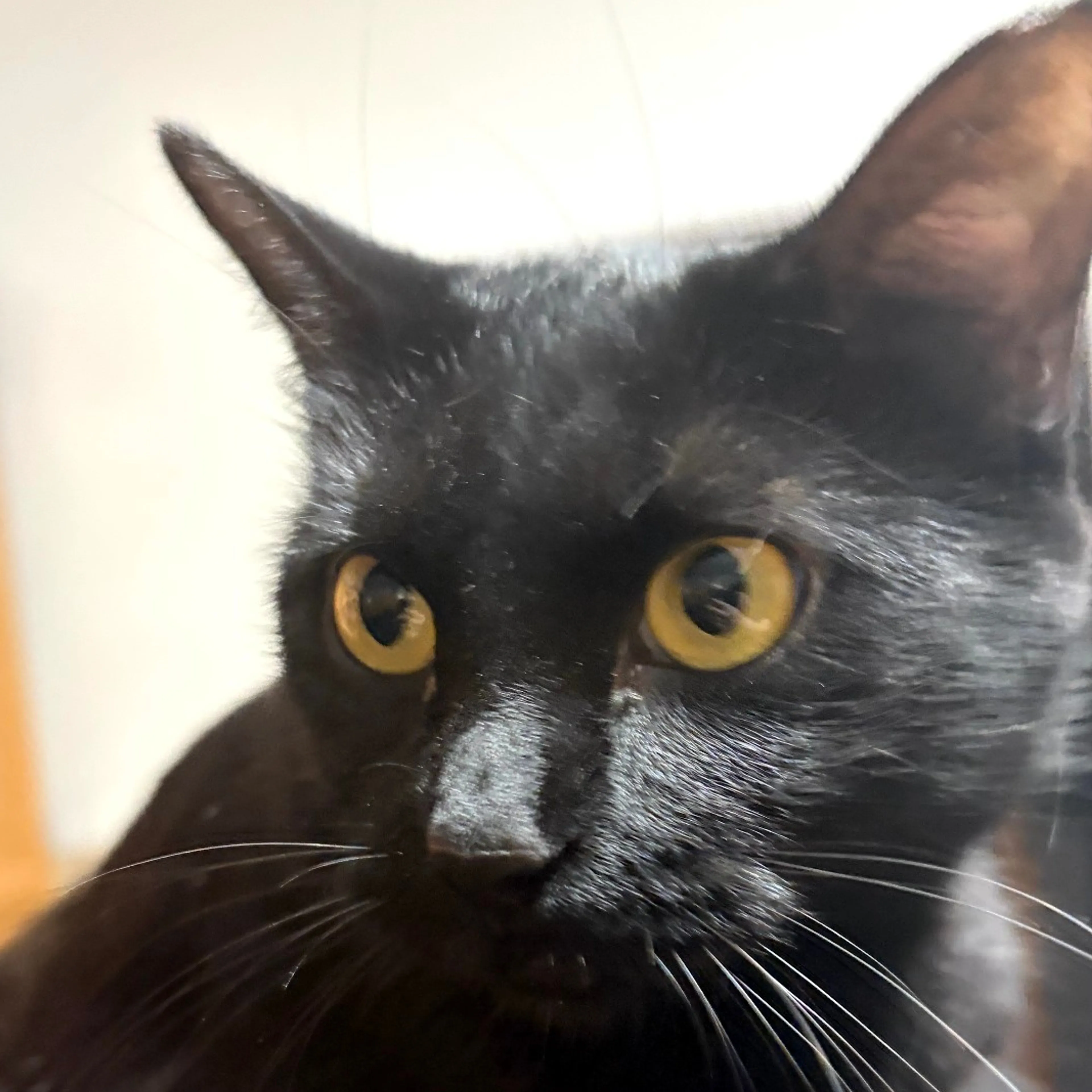 Lost pet-2
