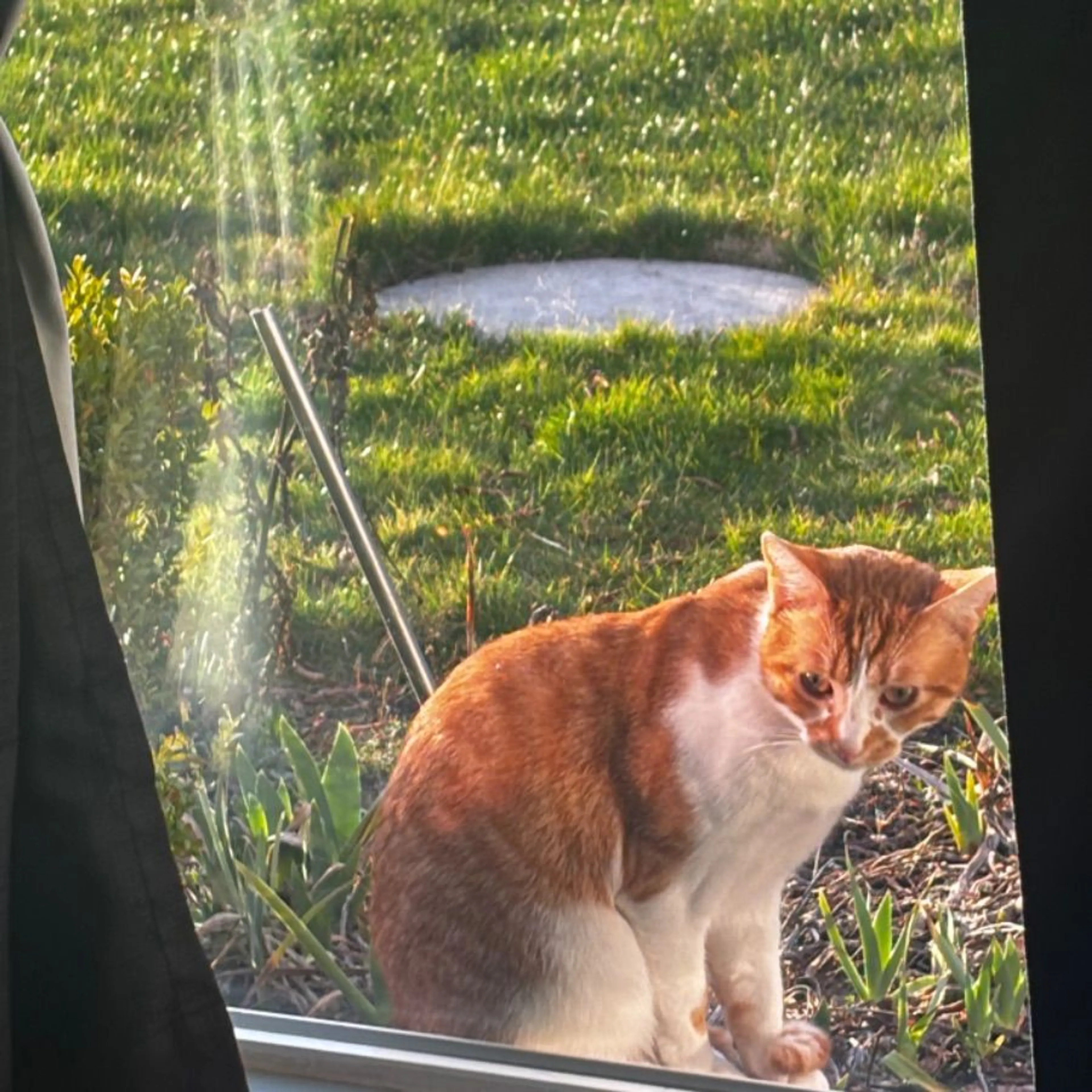 Lost pet