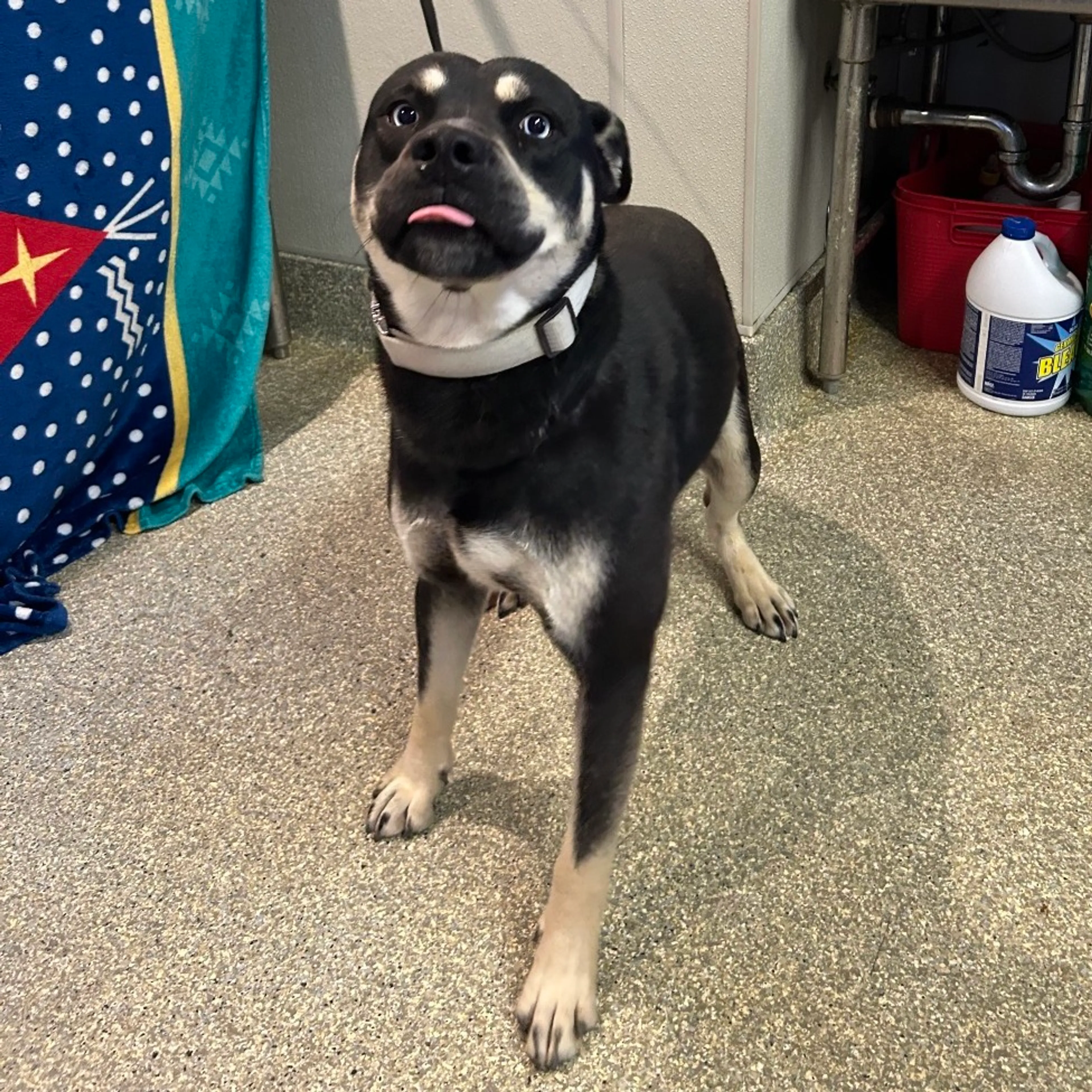 Found pet-2