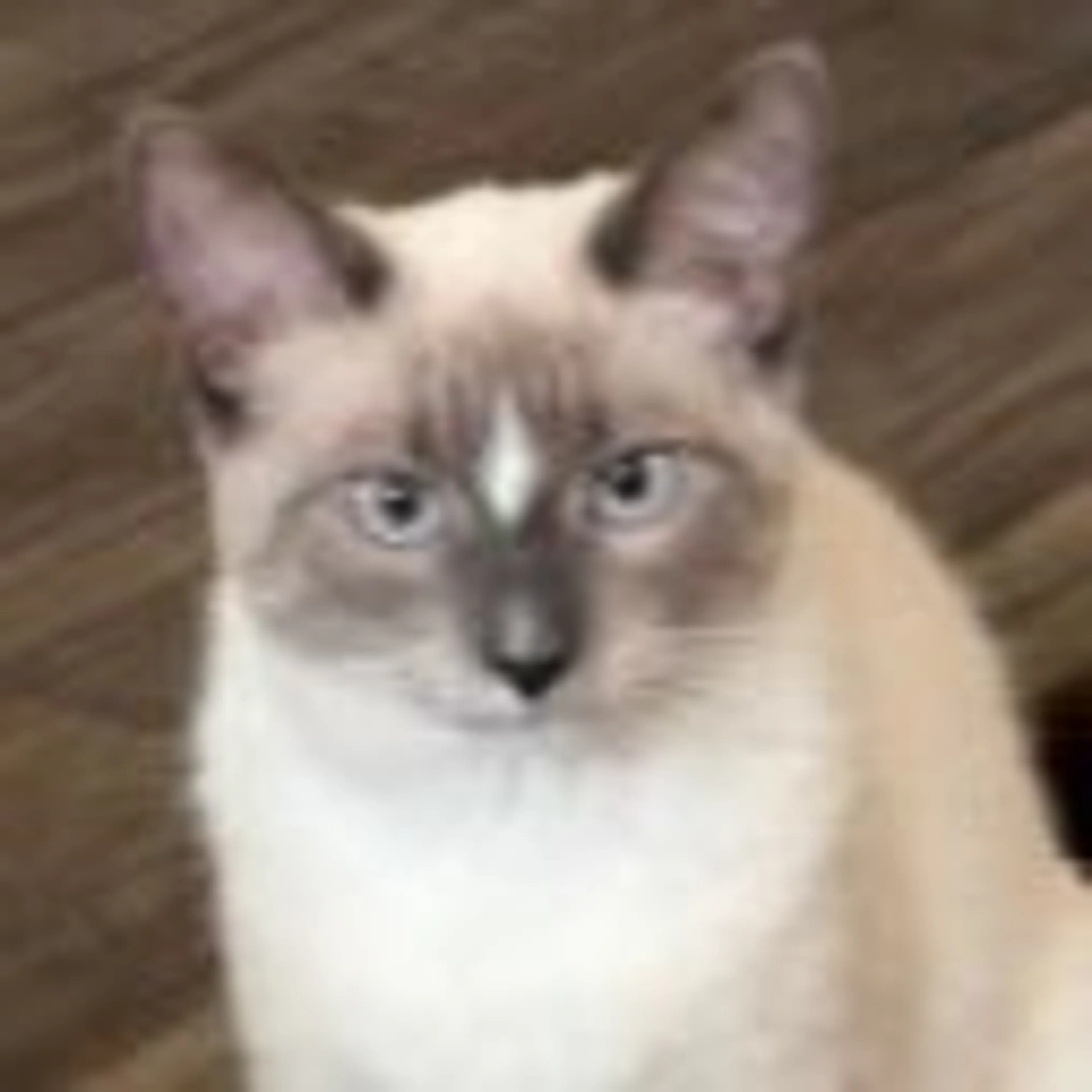Lost pet