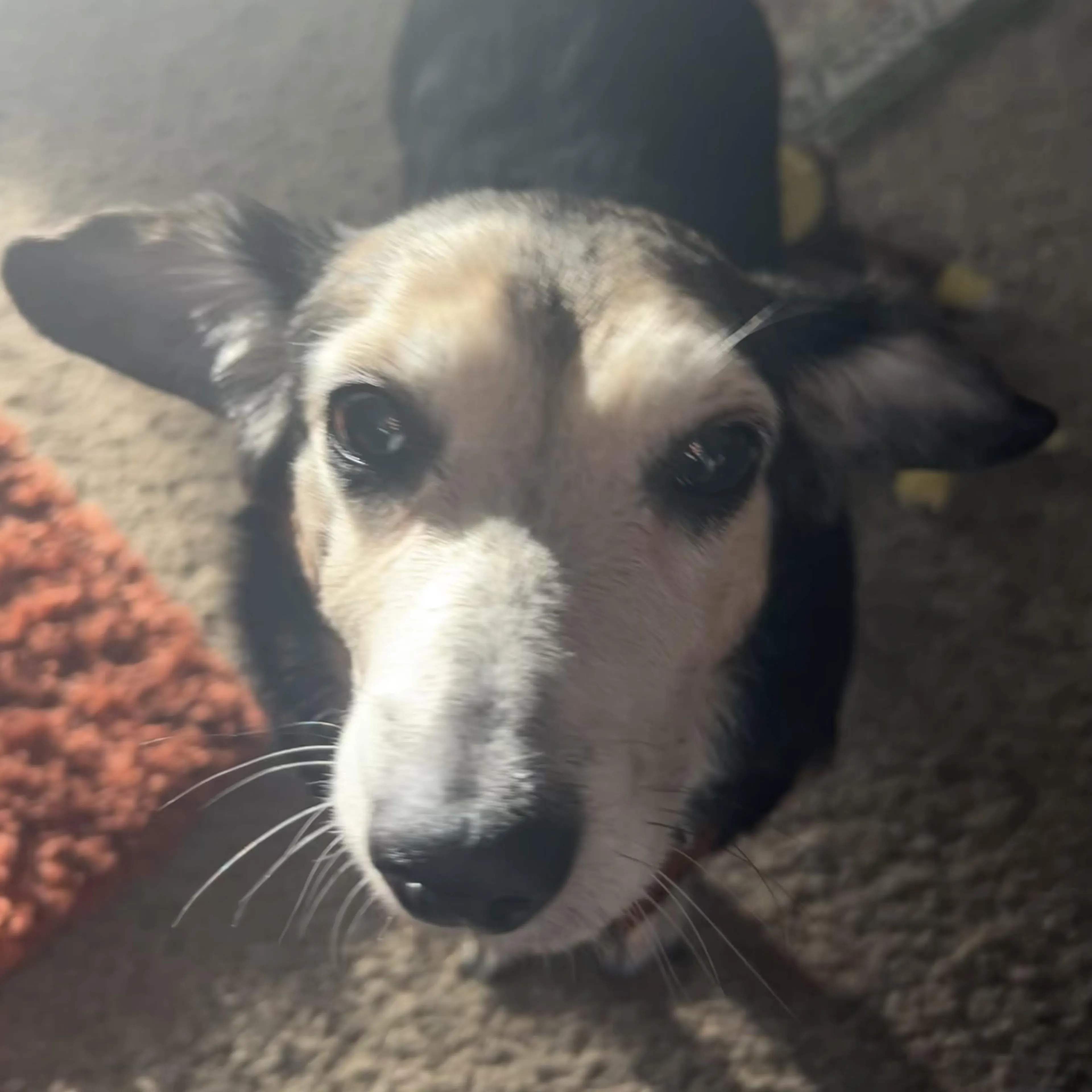Found pet-0