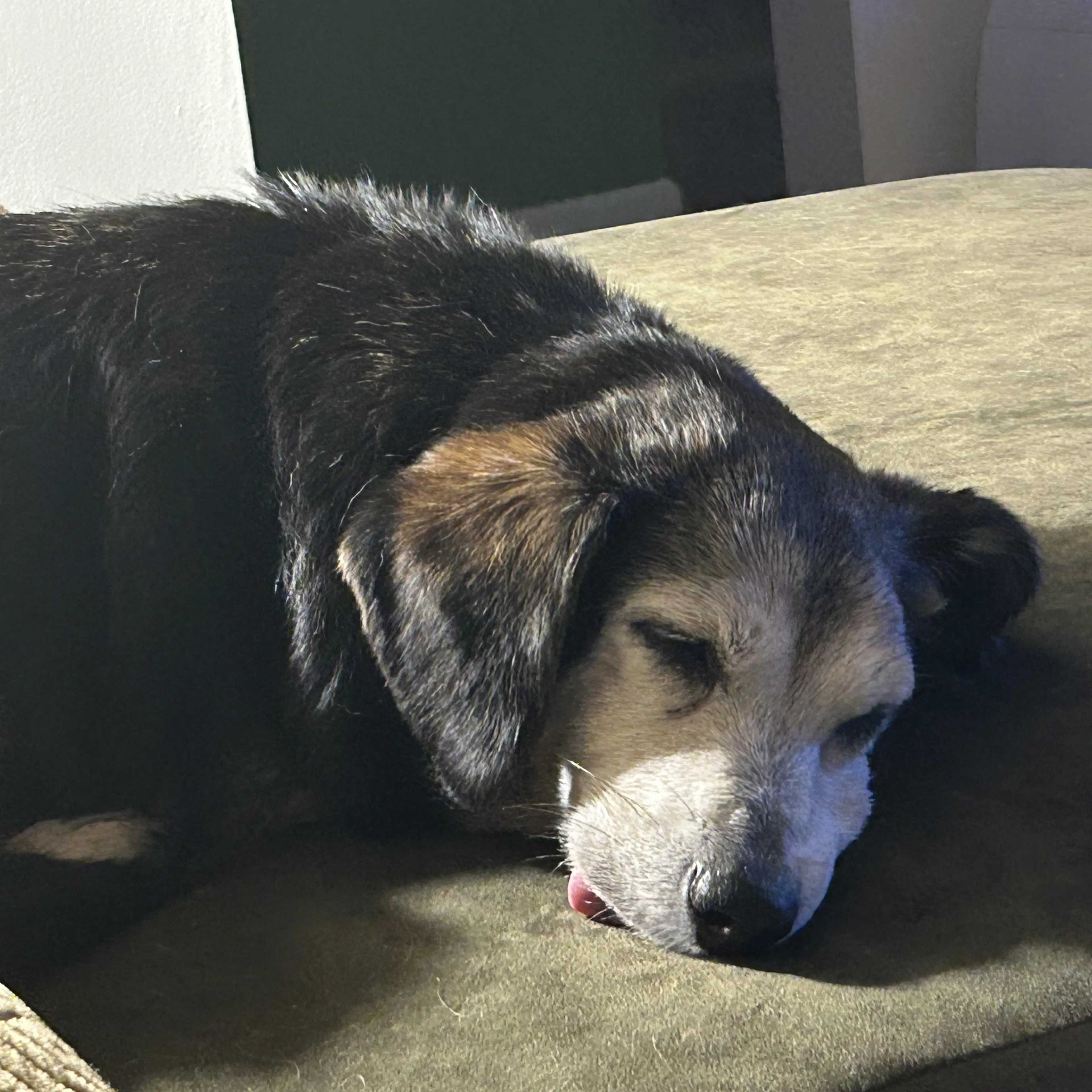 Found pet-4