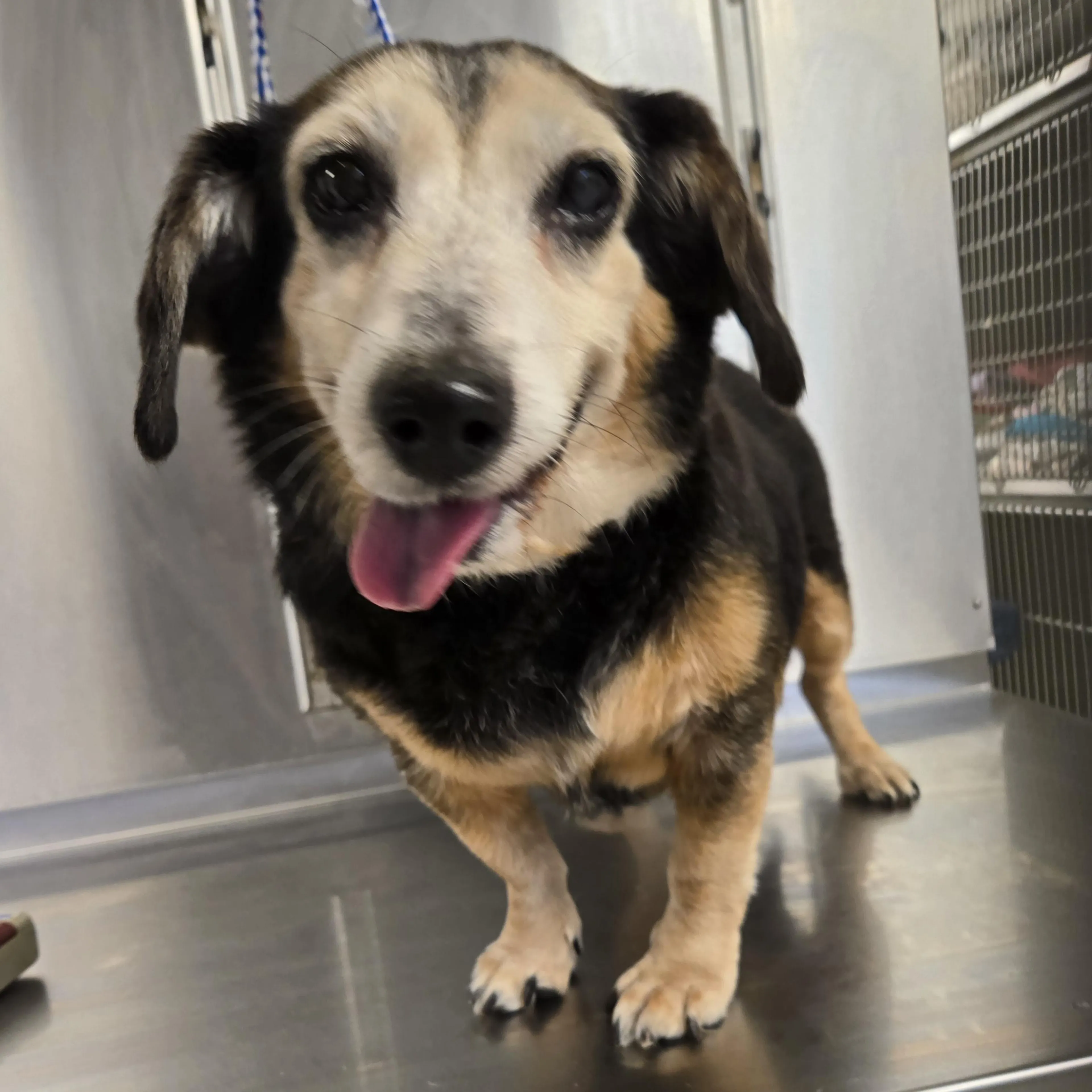 Found pet-5