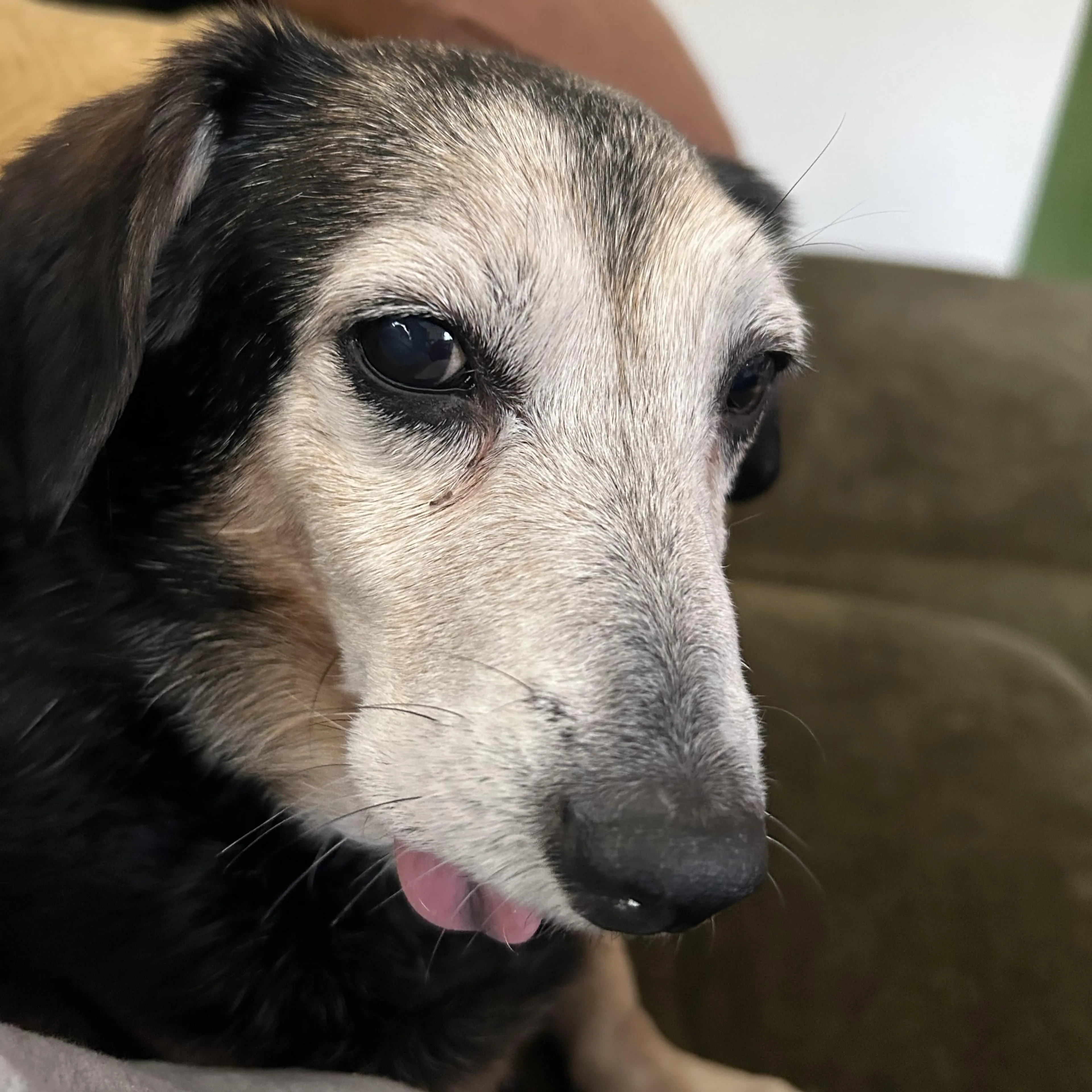 Found pet-3