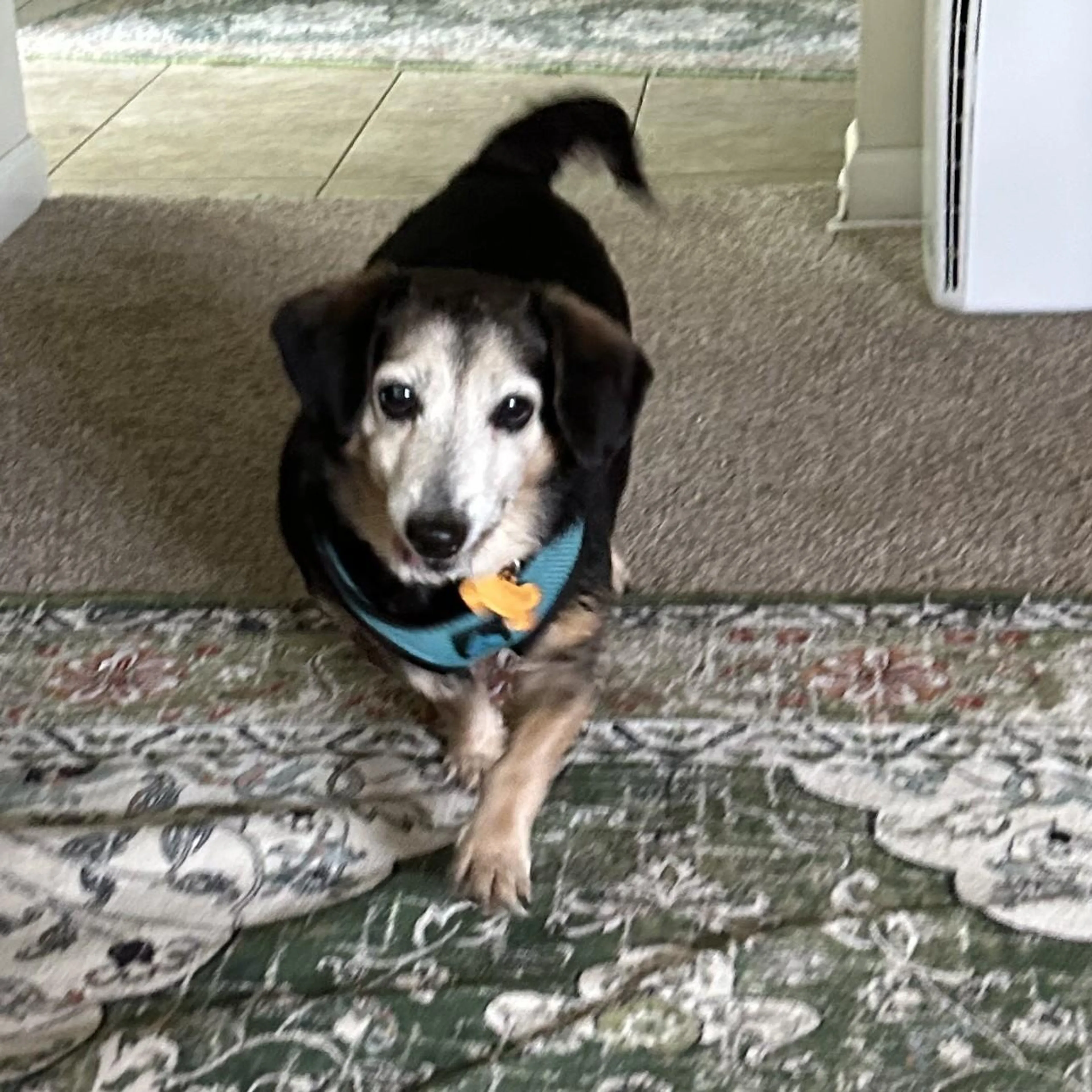 Found pet-1