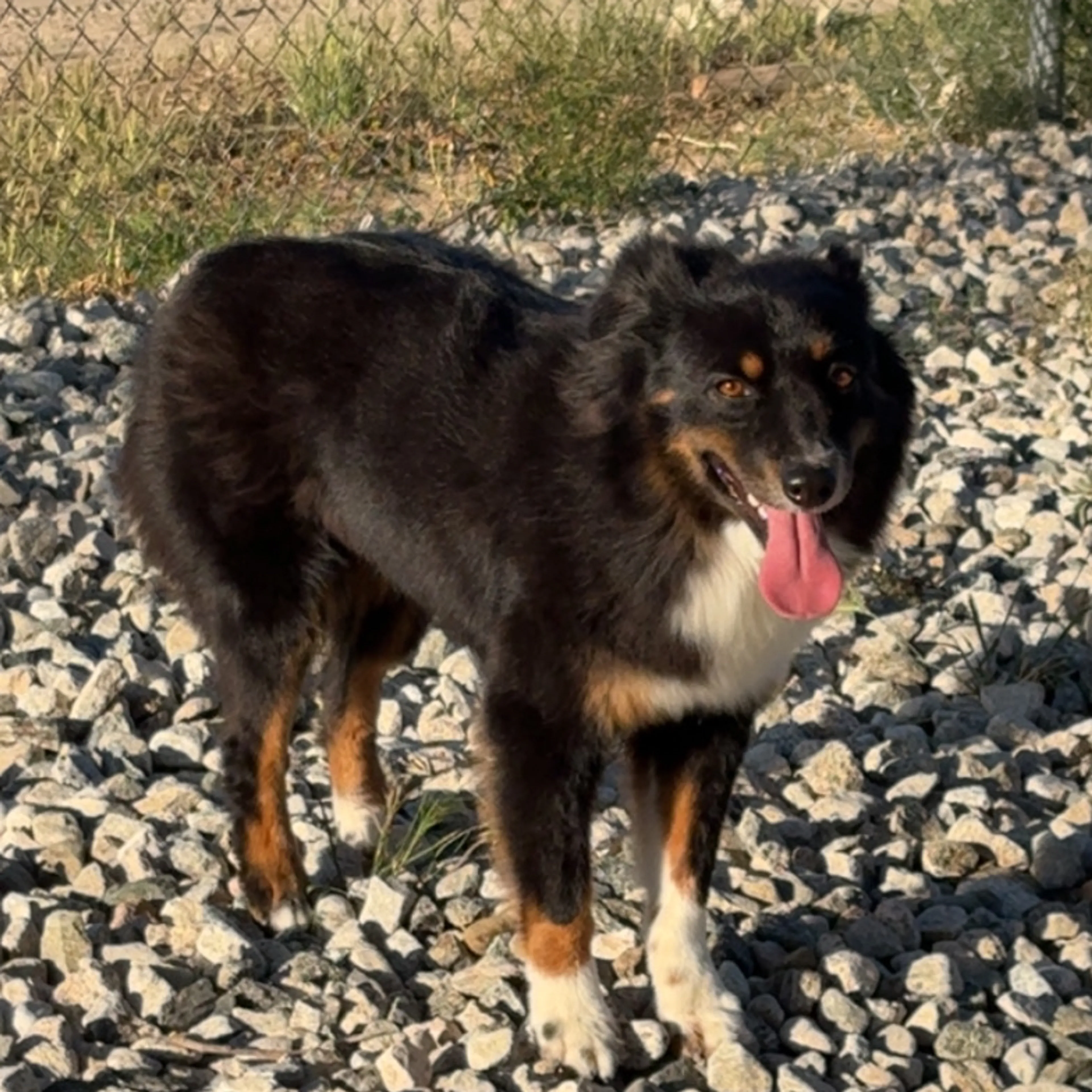Lost pet-1