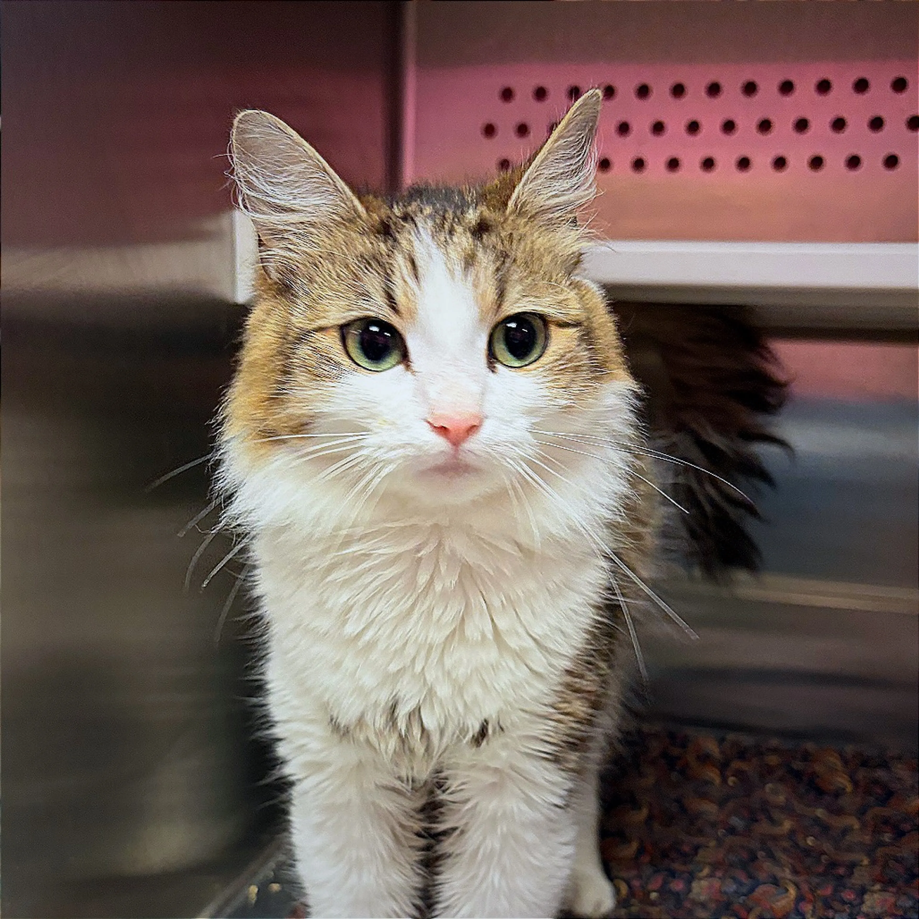 Found pet