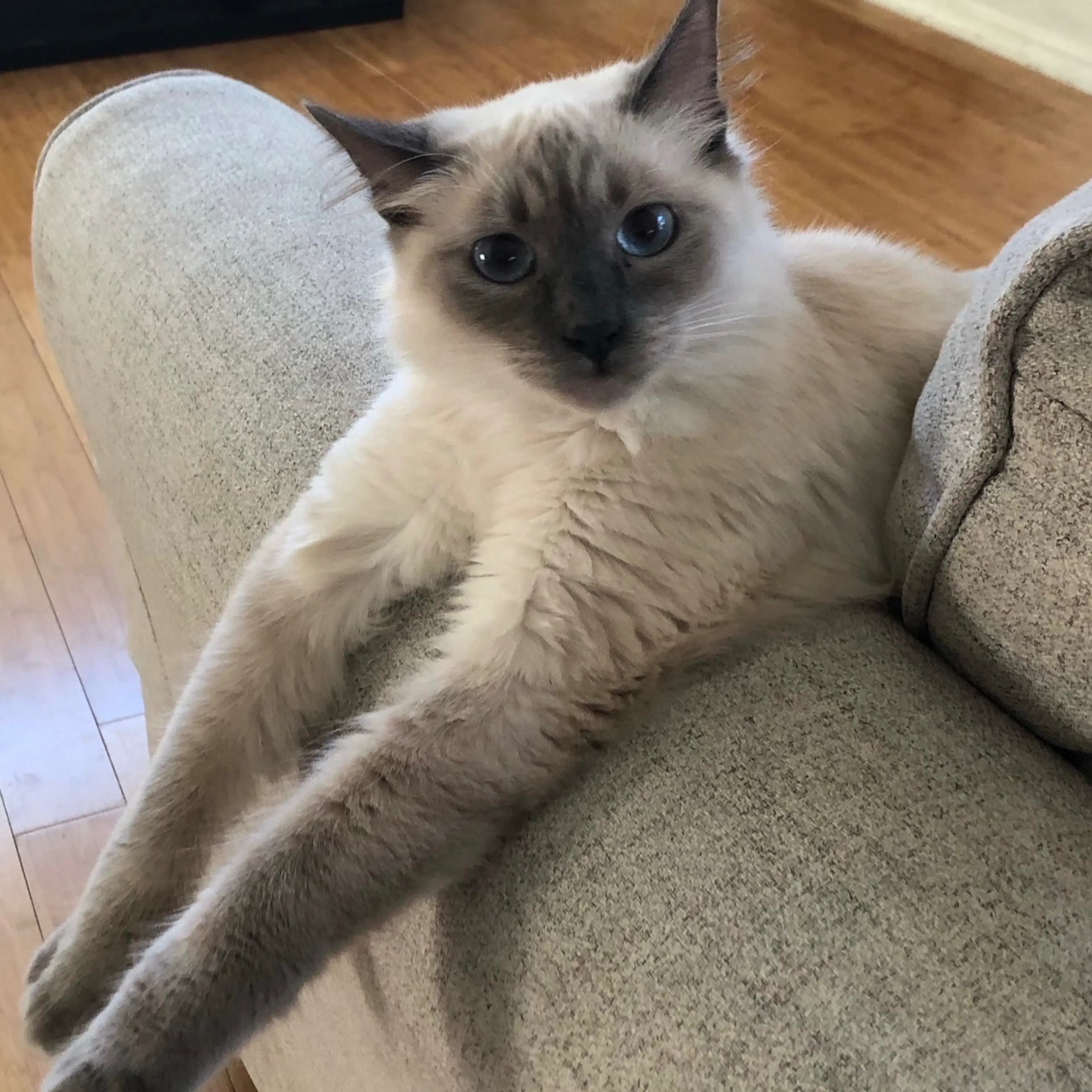 Lost pet-1