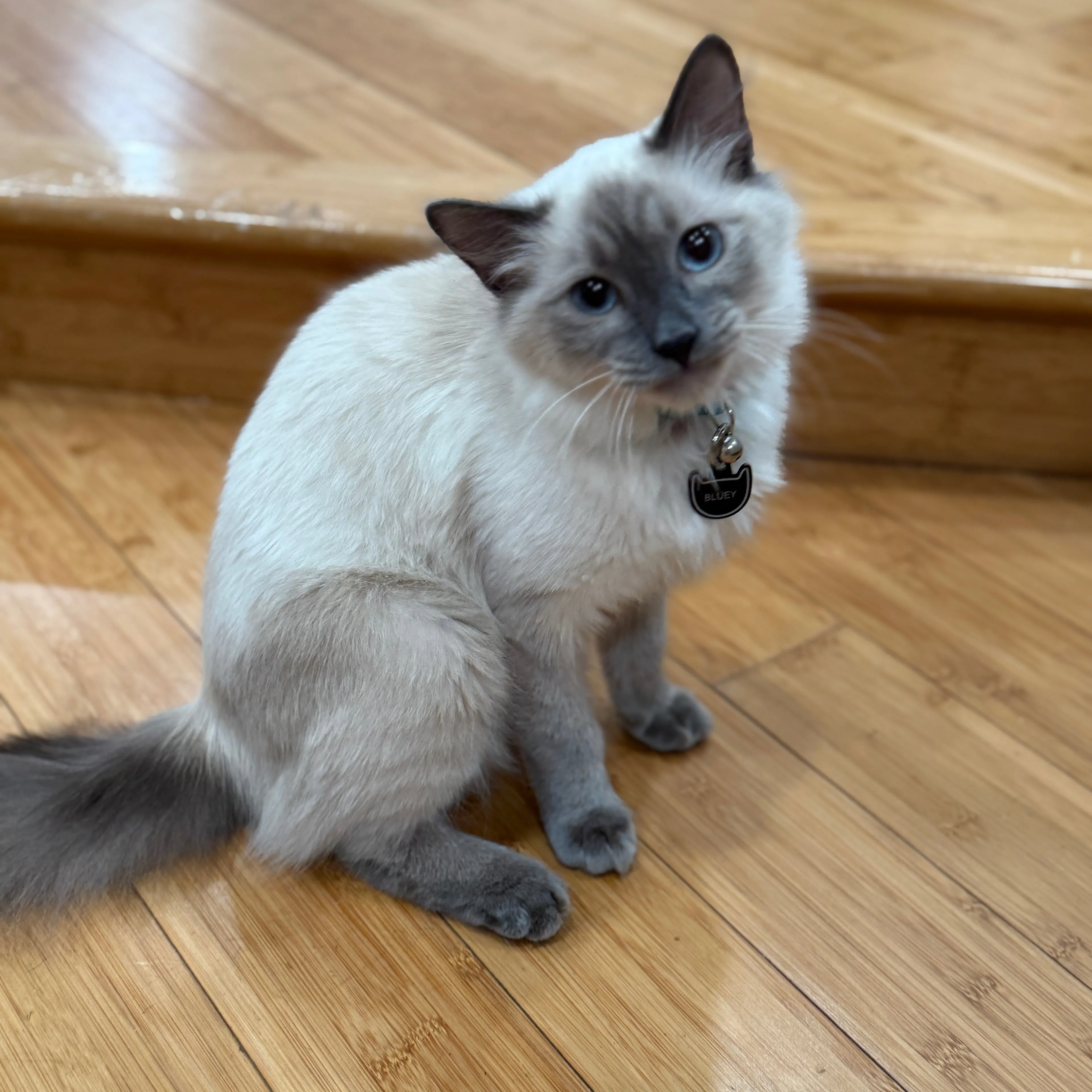 Lost pet-3