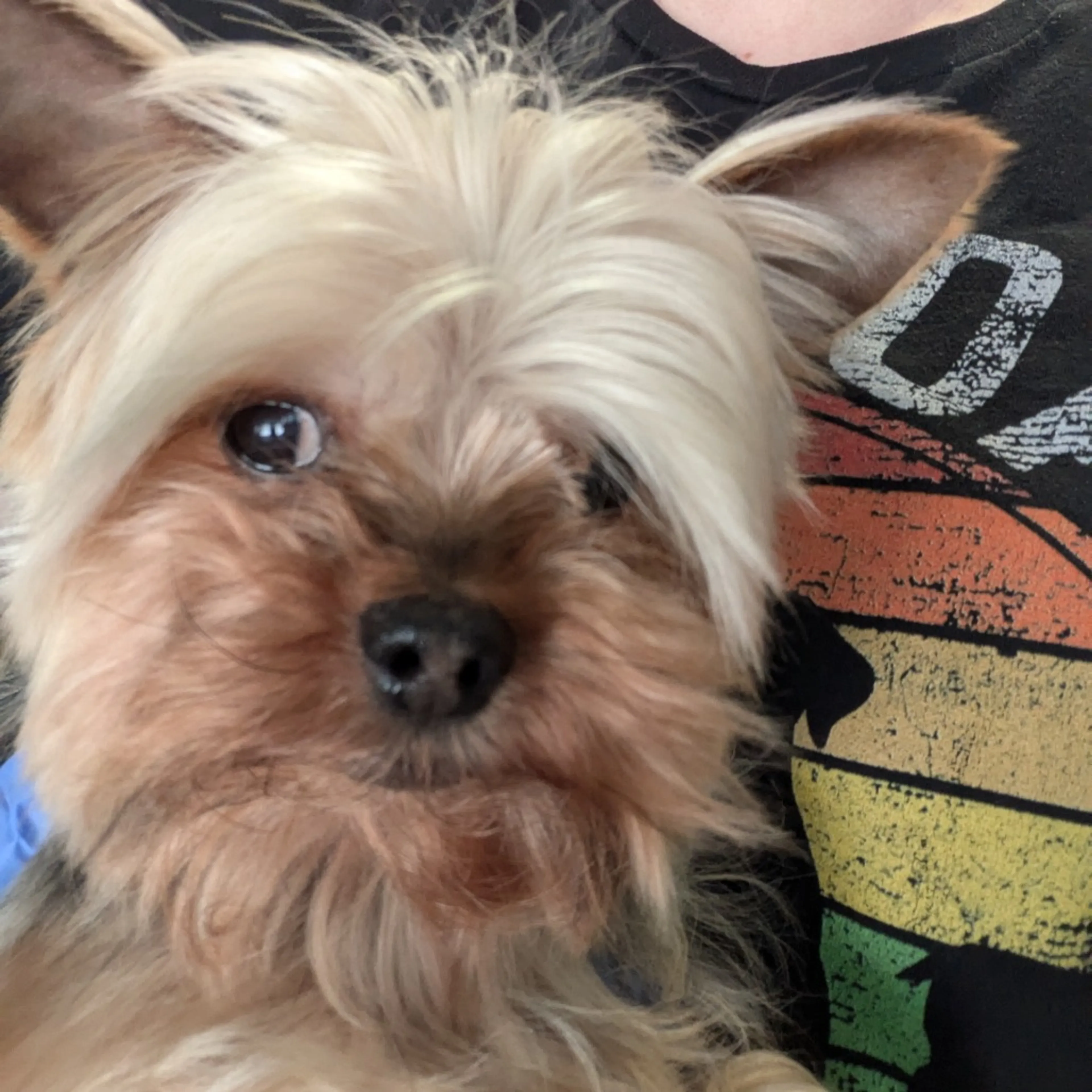 Found pet-1