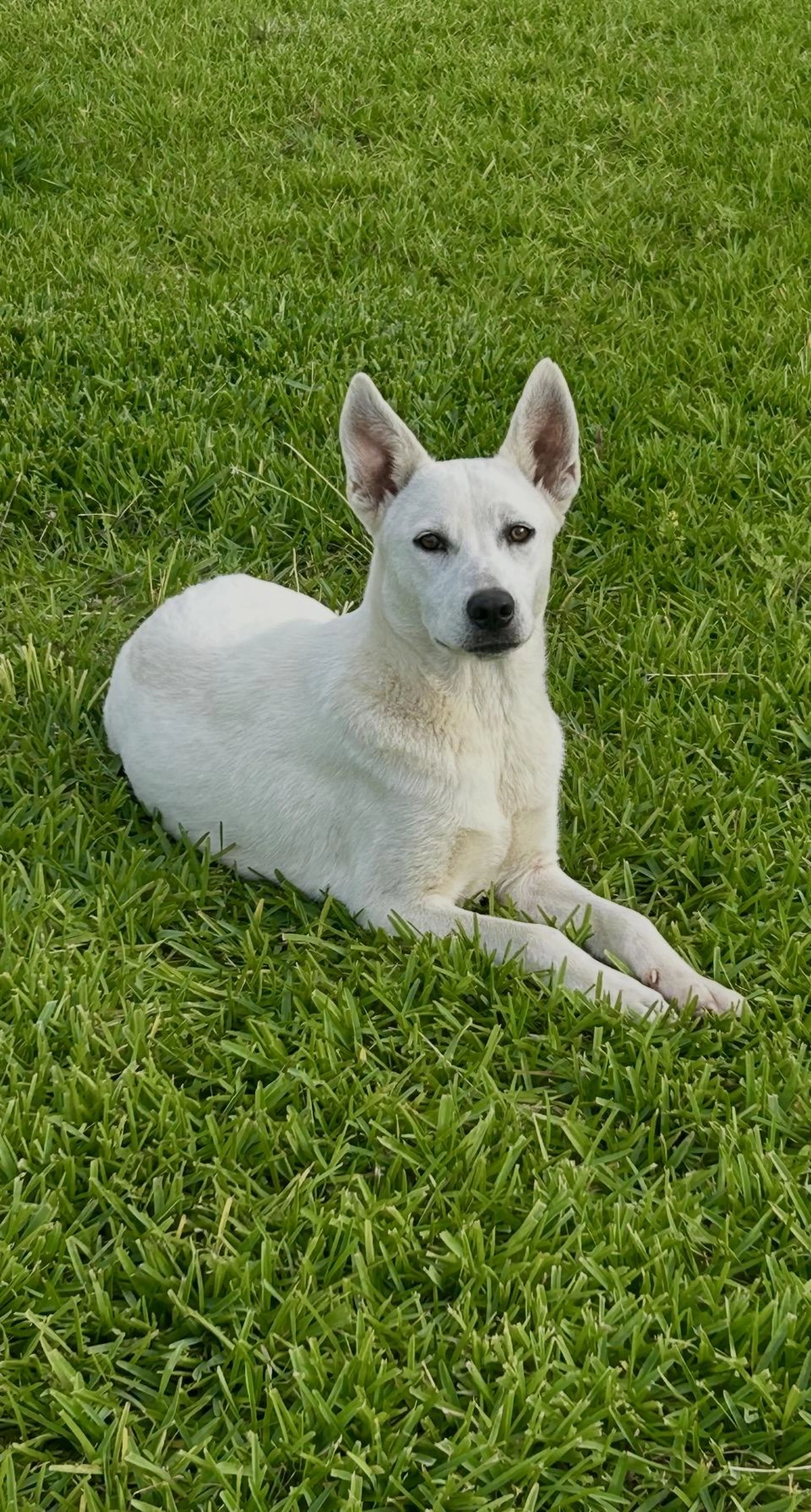 Found pet-3