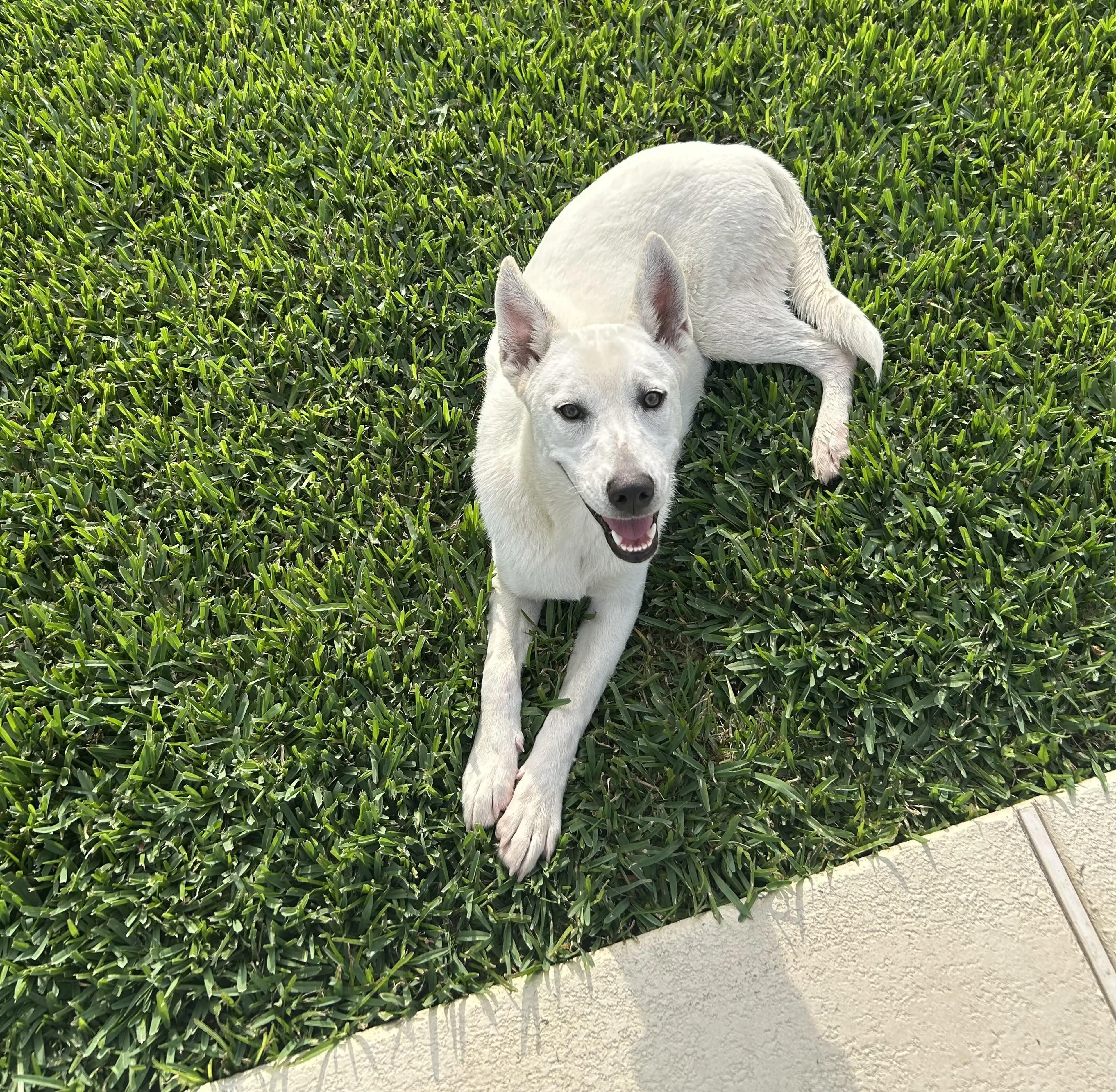 Found pet-4