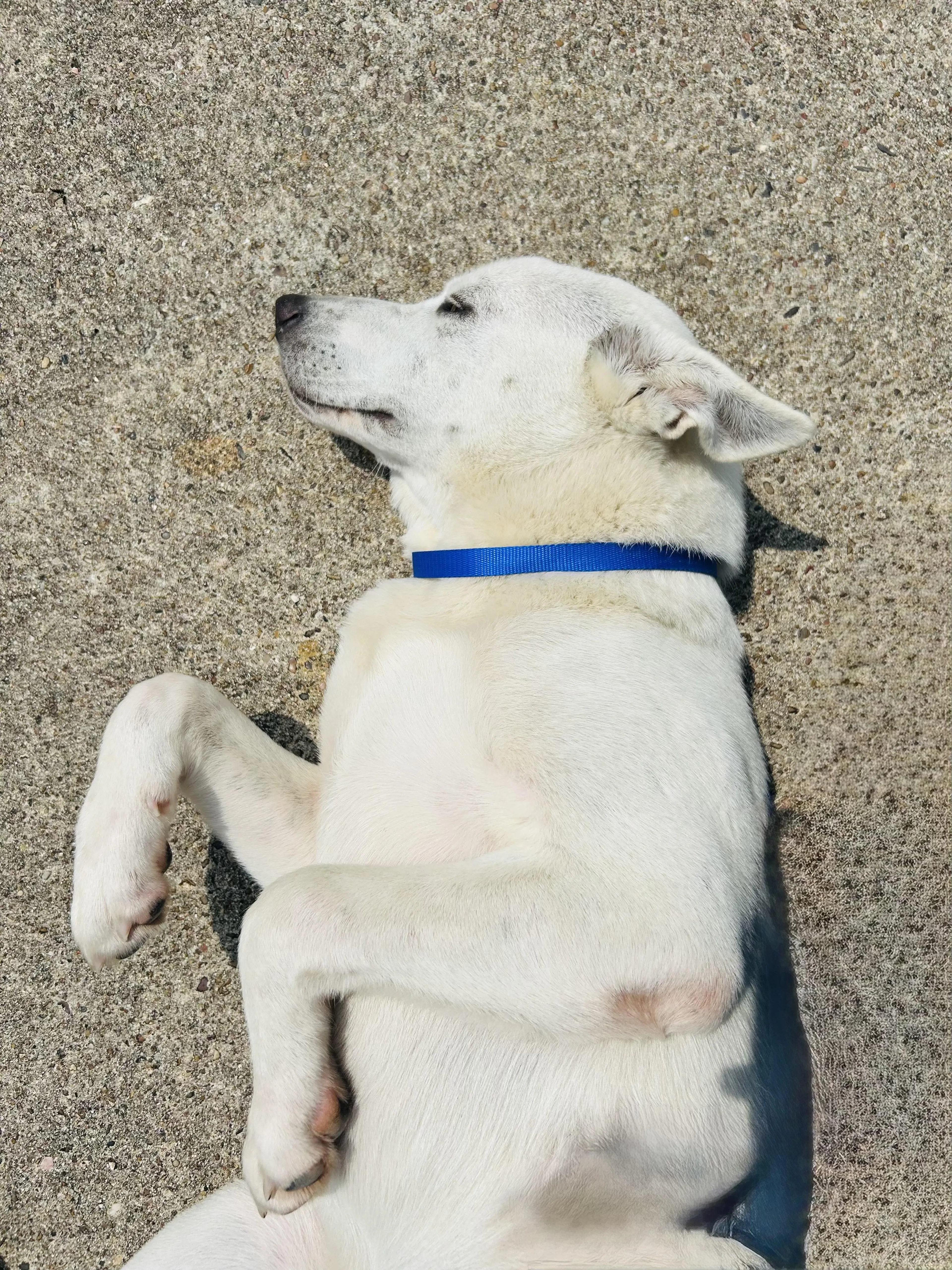 Found pet-2