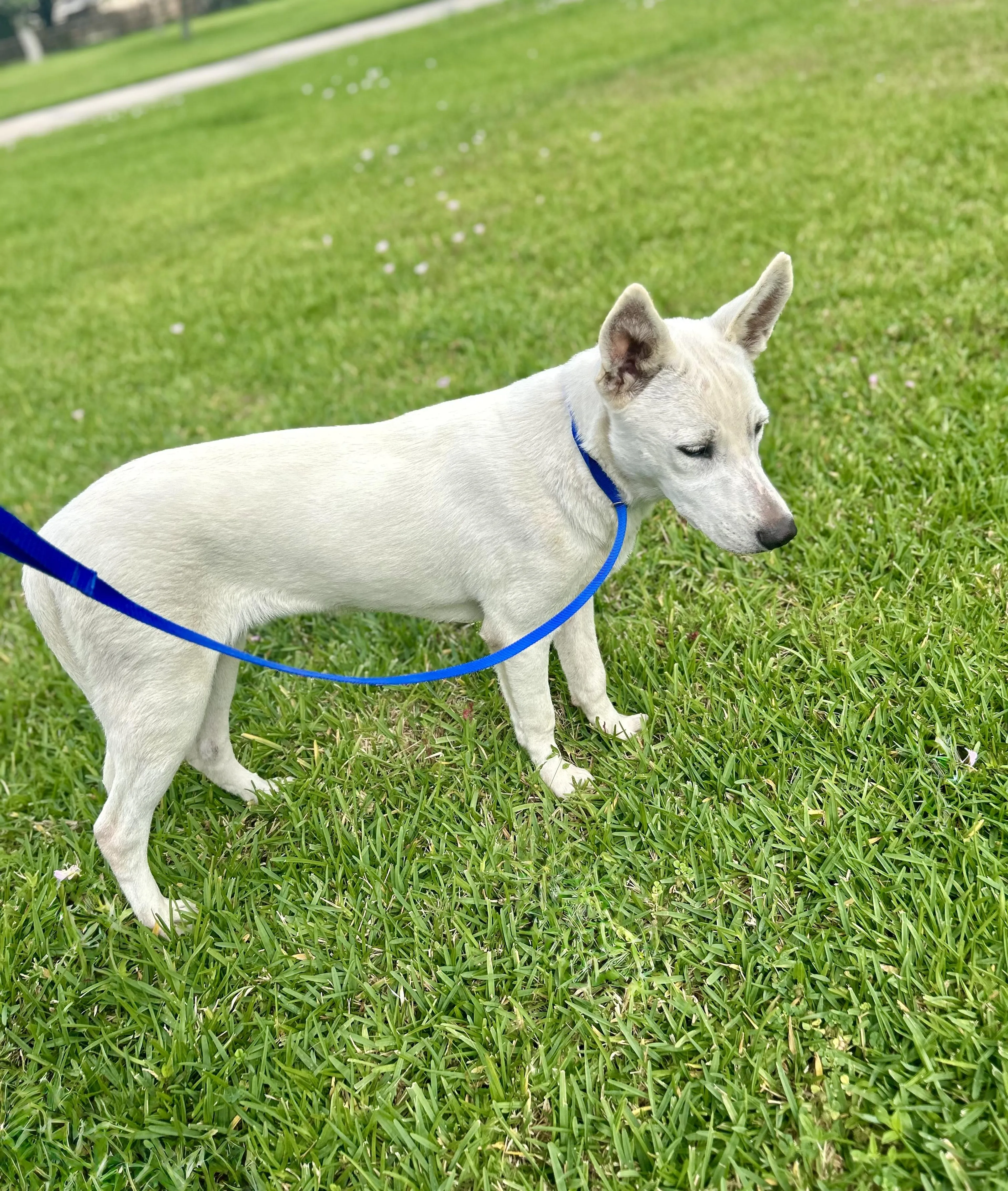 Found pet-1