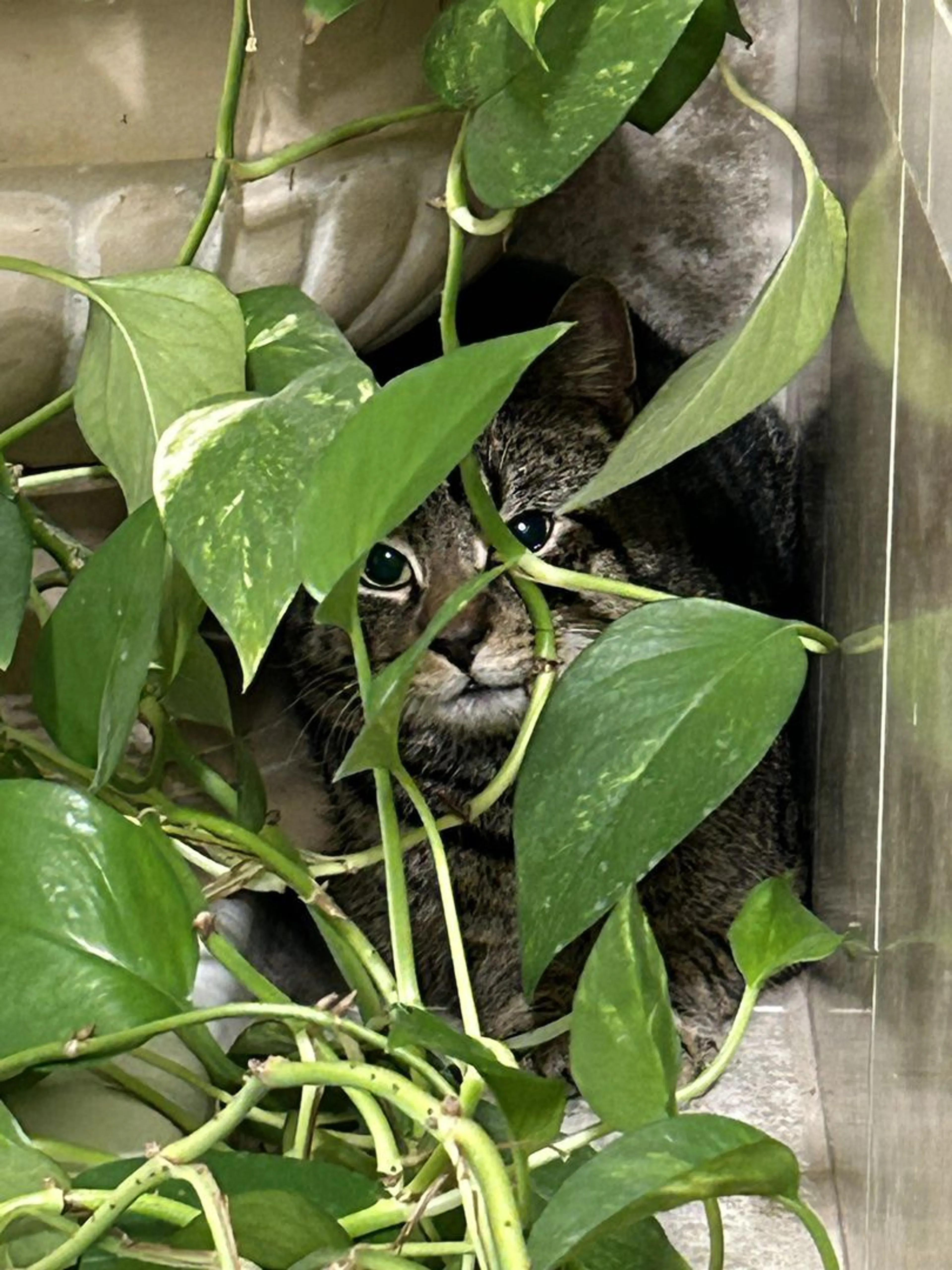 Lost pet-1