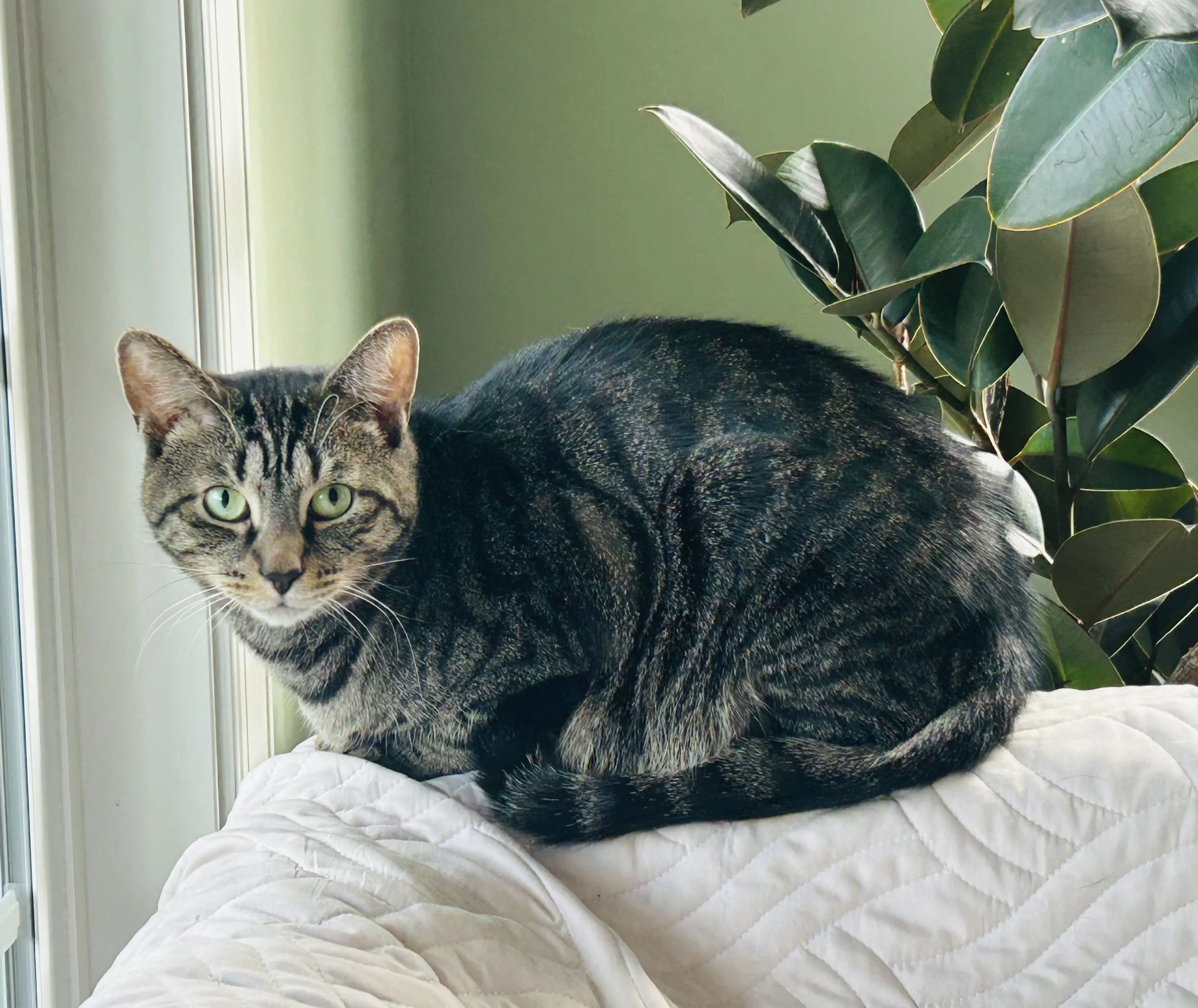 Lost pet-2