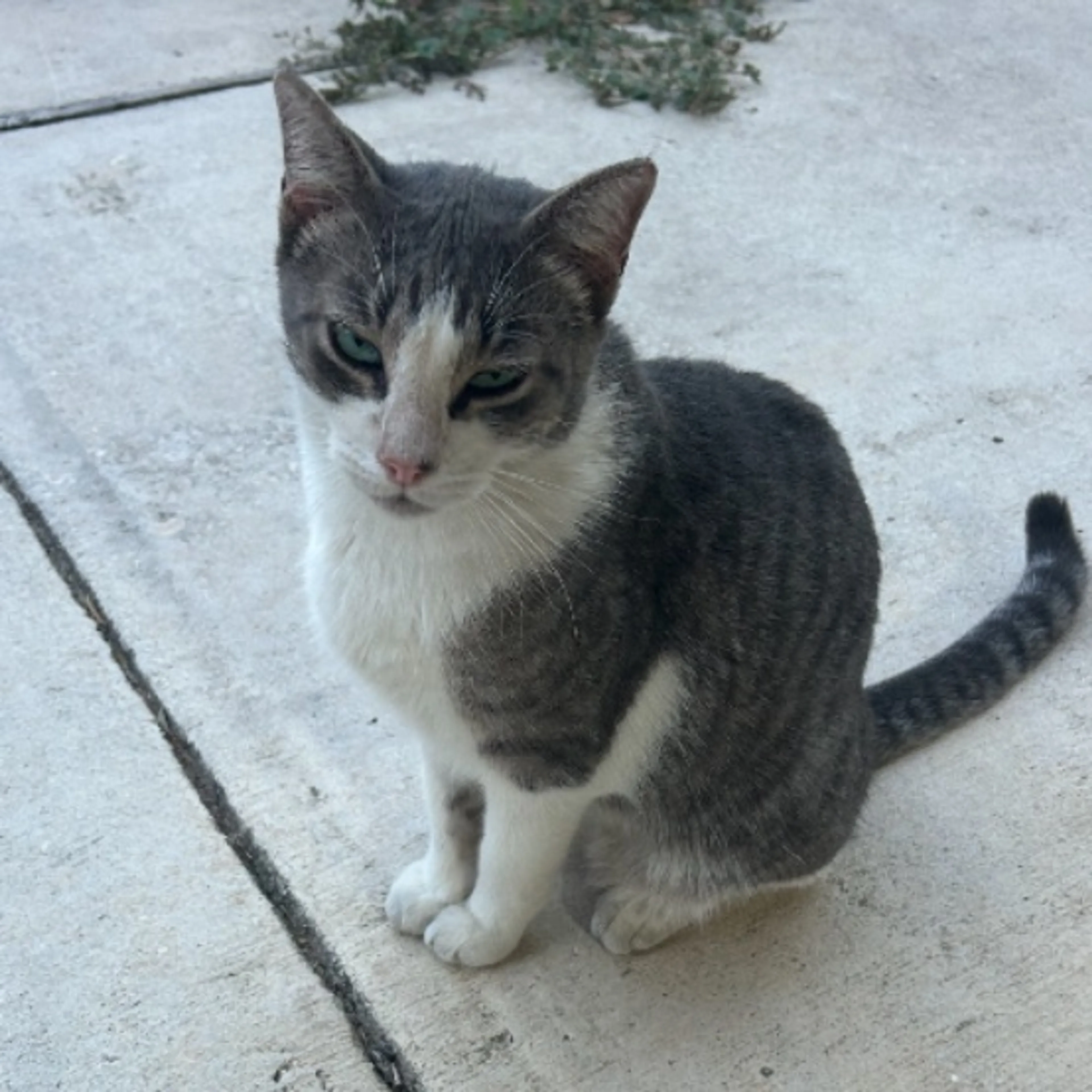 Lost pet