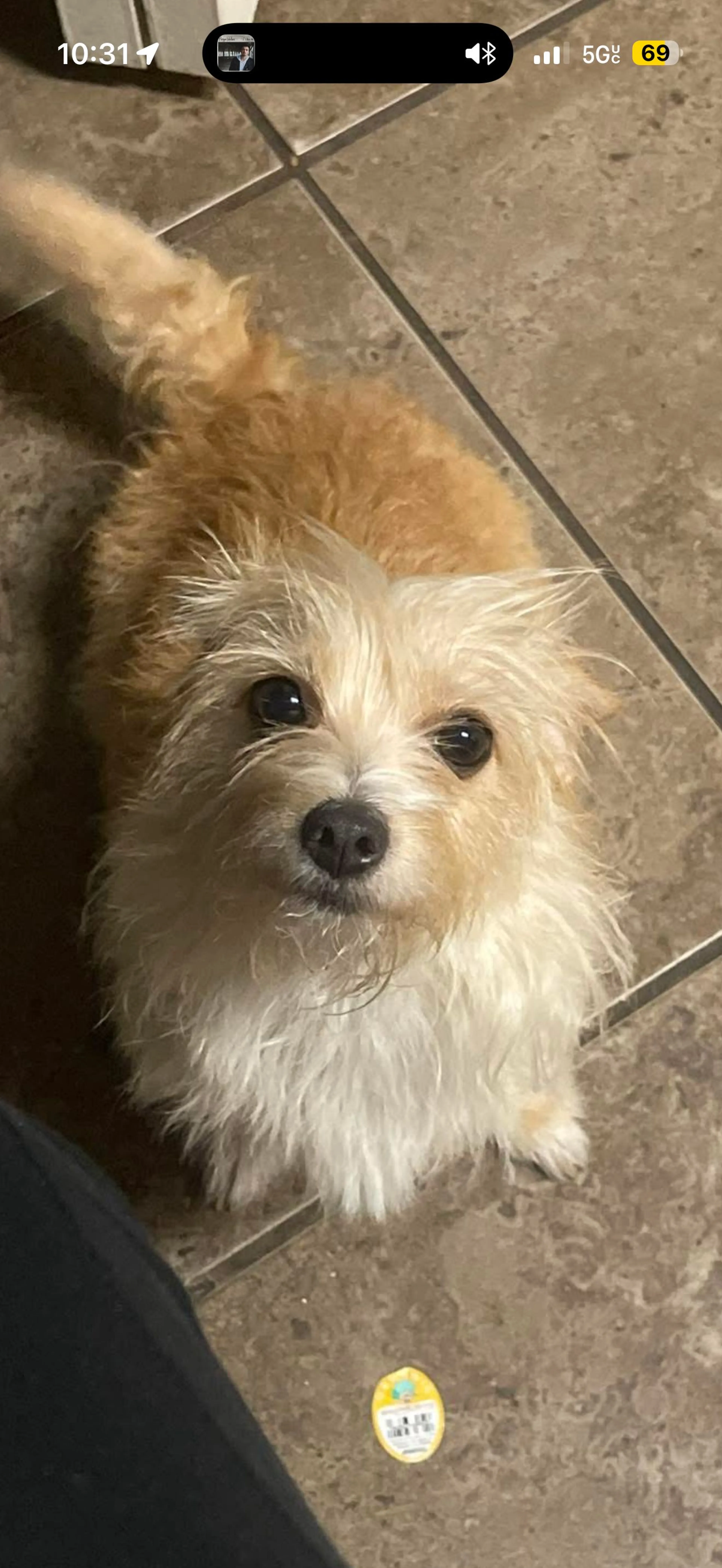 Lost pet-1