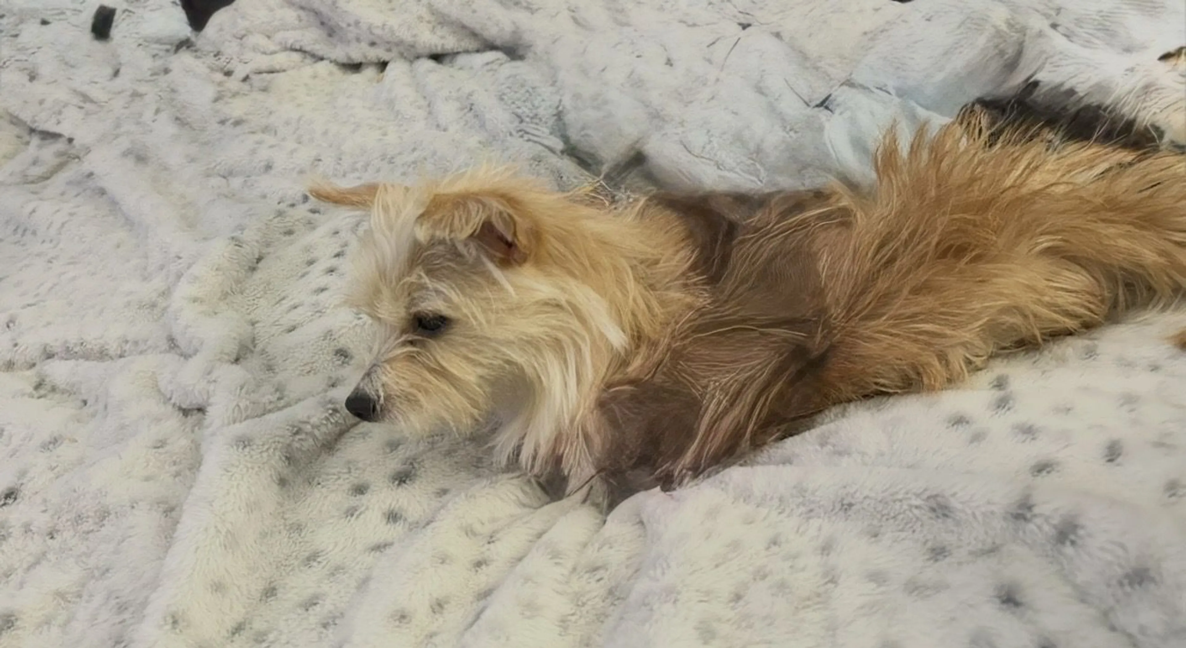 Lost pet-0