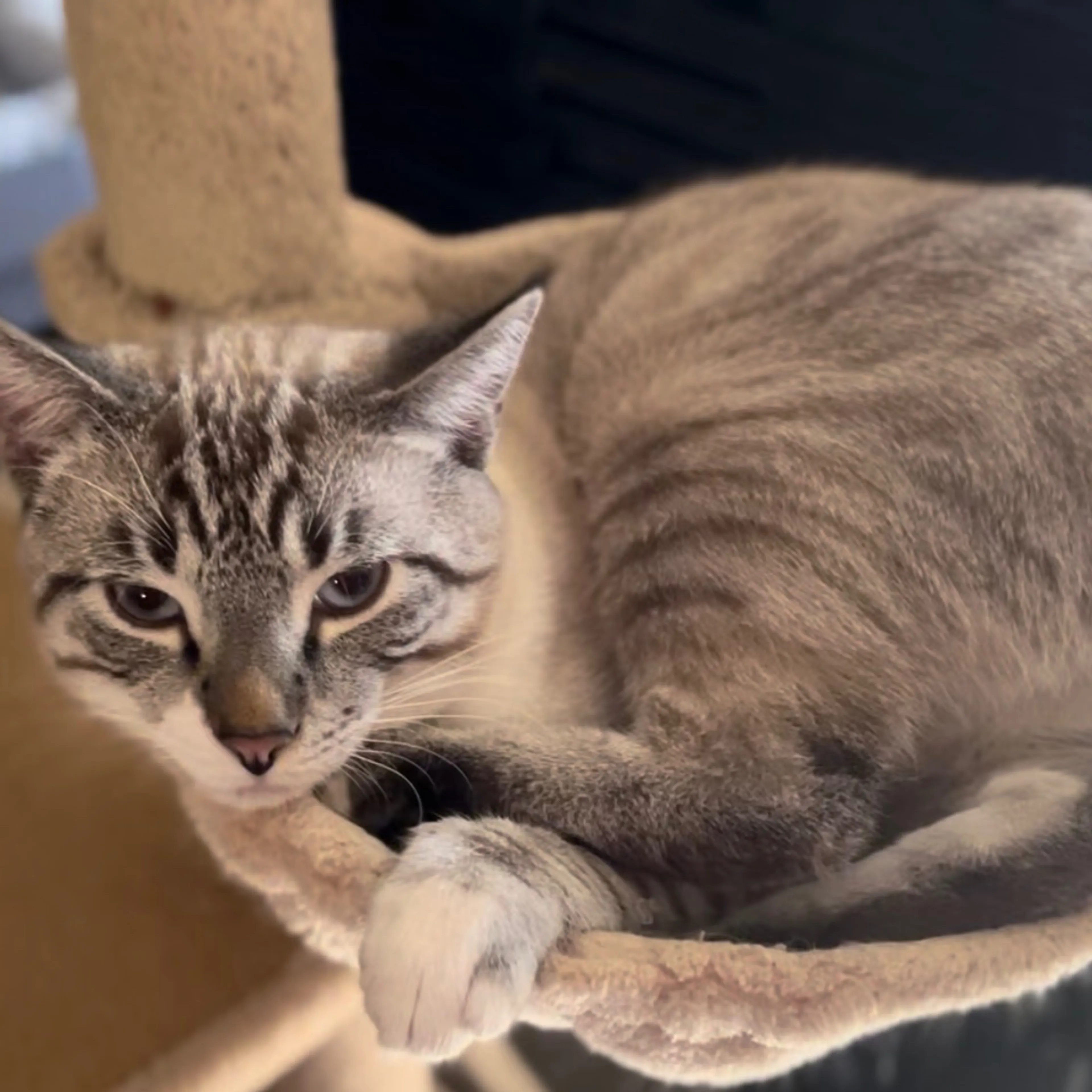 Lost pet-1