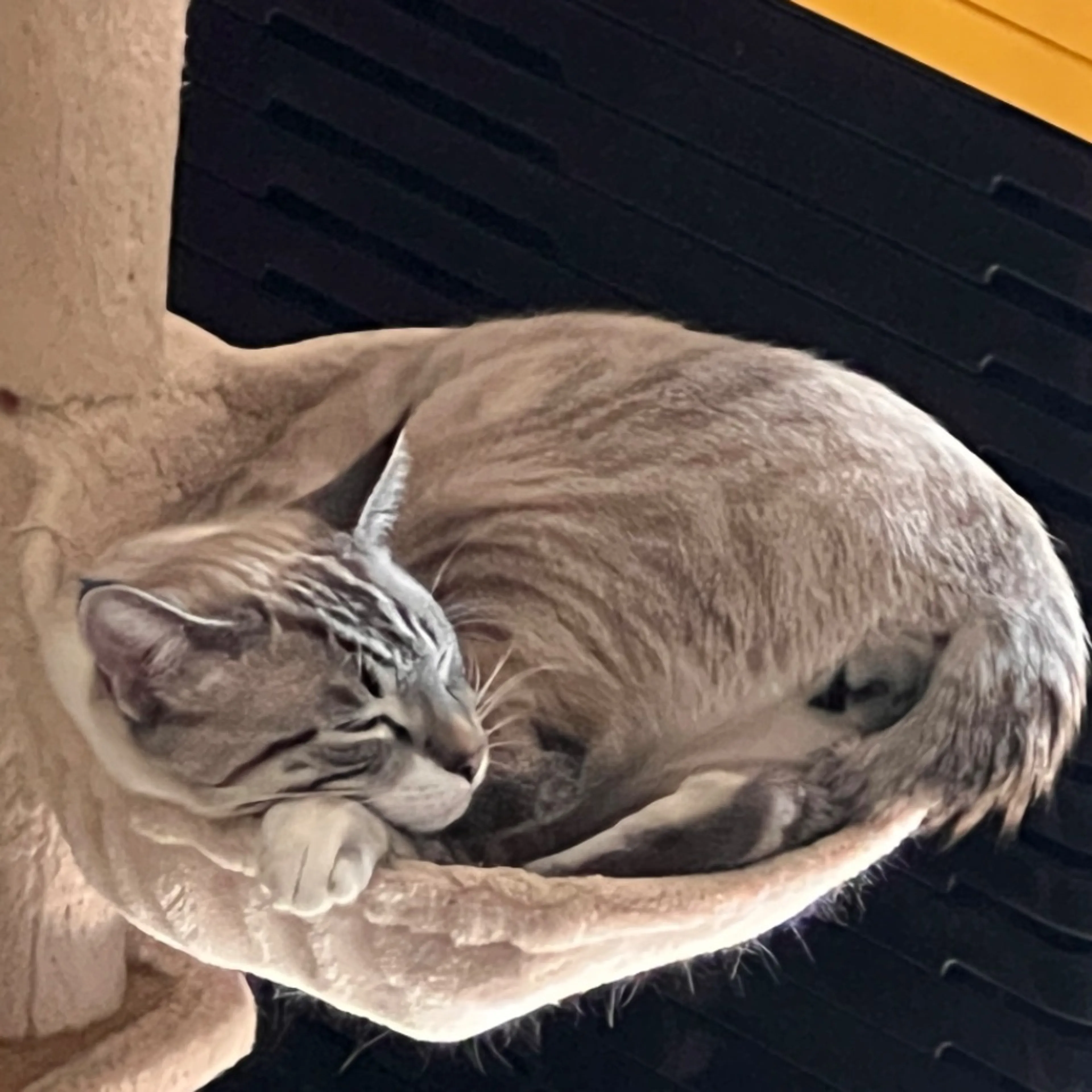 Lost pet-0