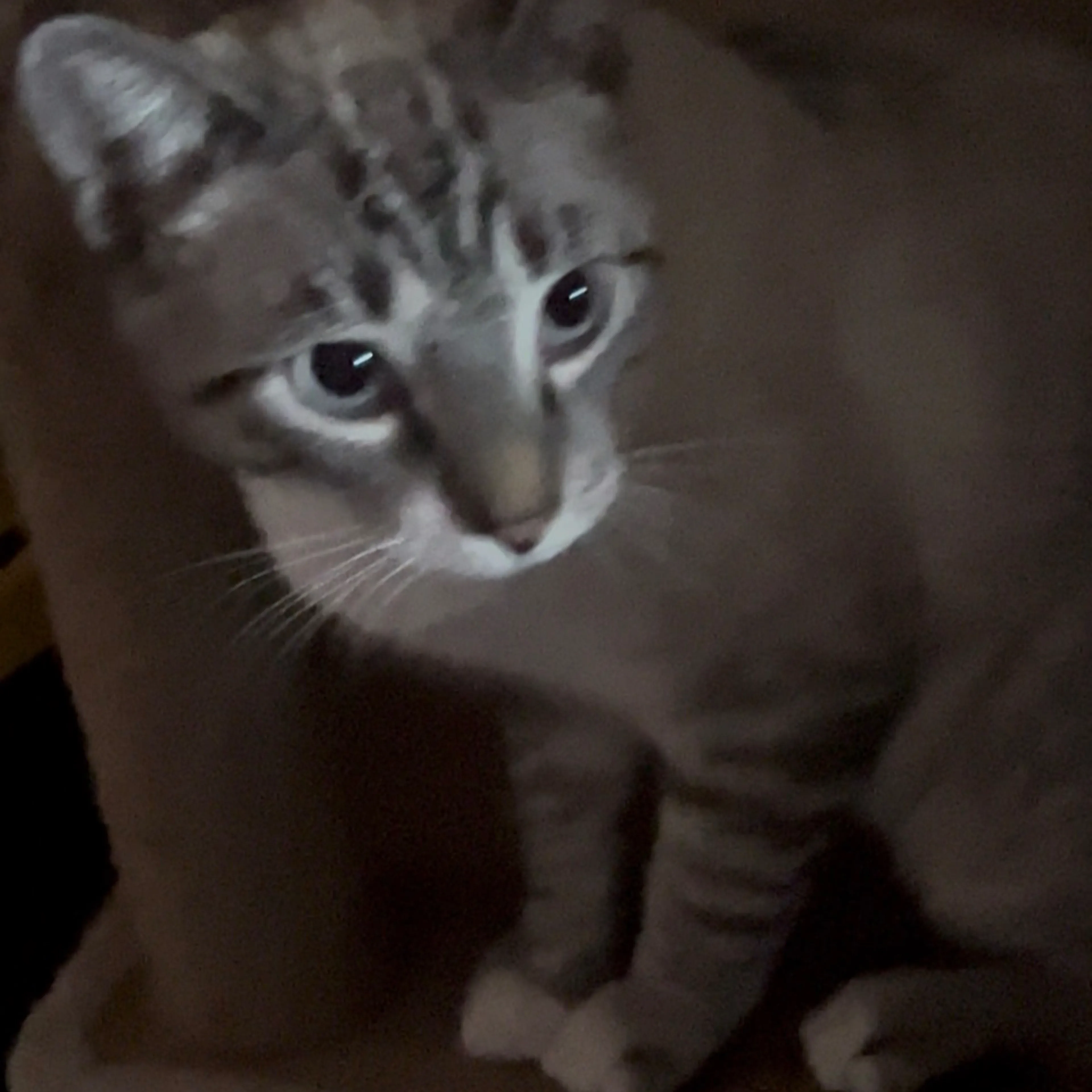 Lost pet-2