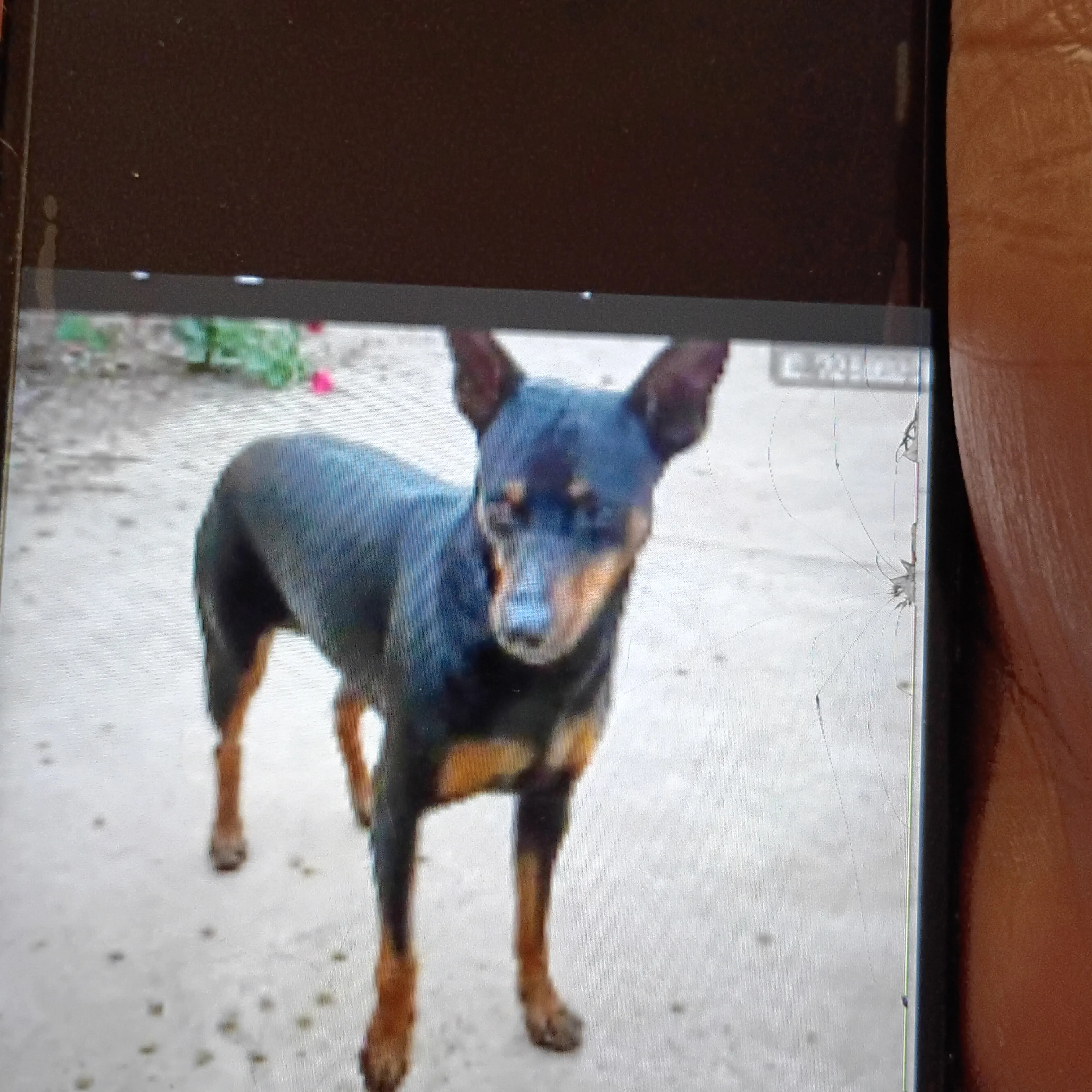 Lost pet