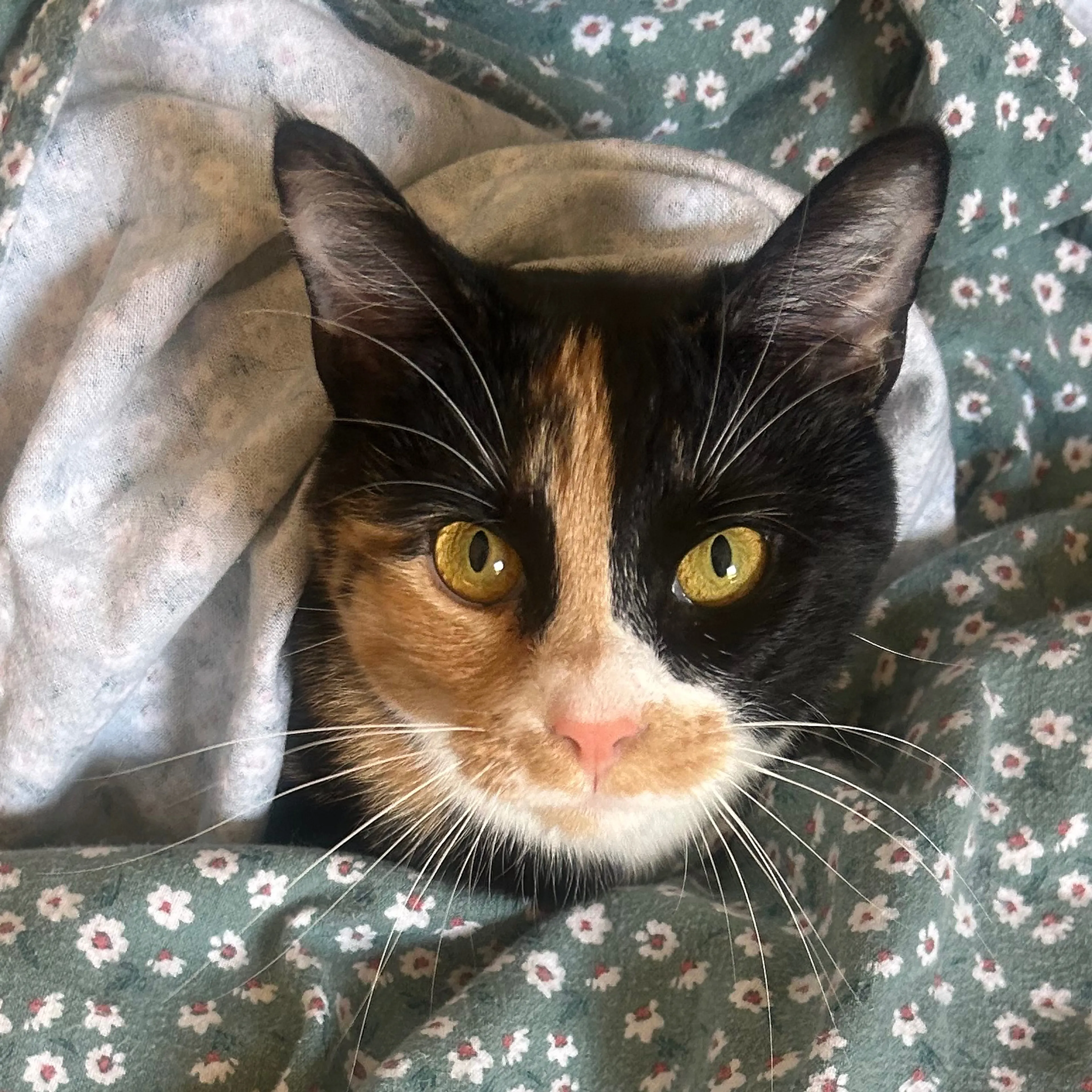 Lost pet-2