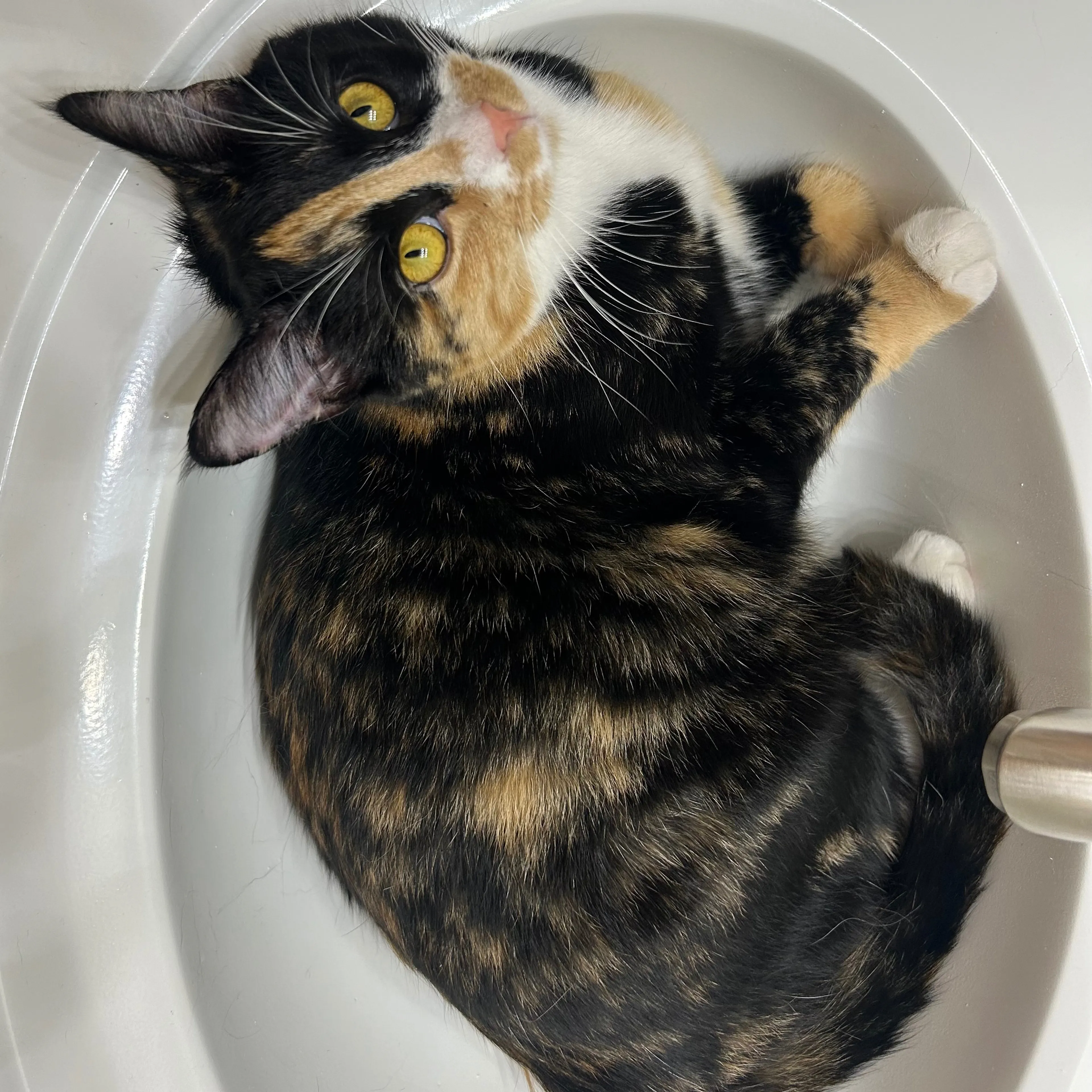 Lost pet-1