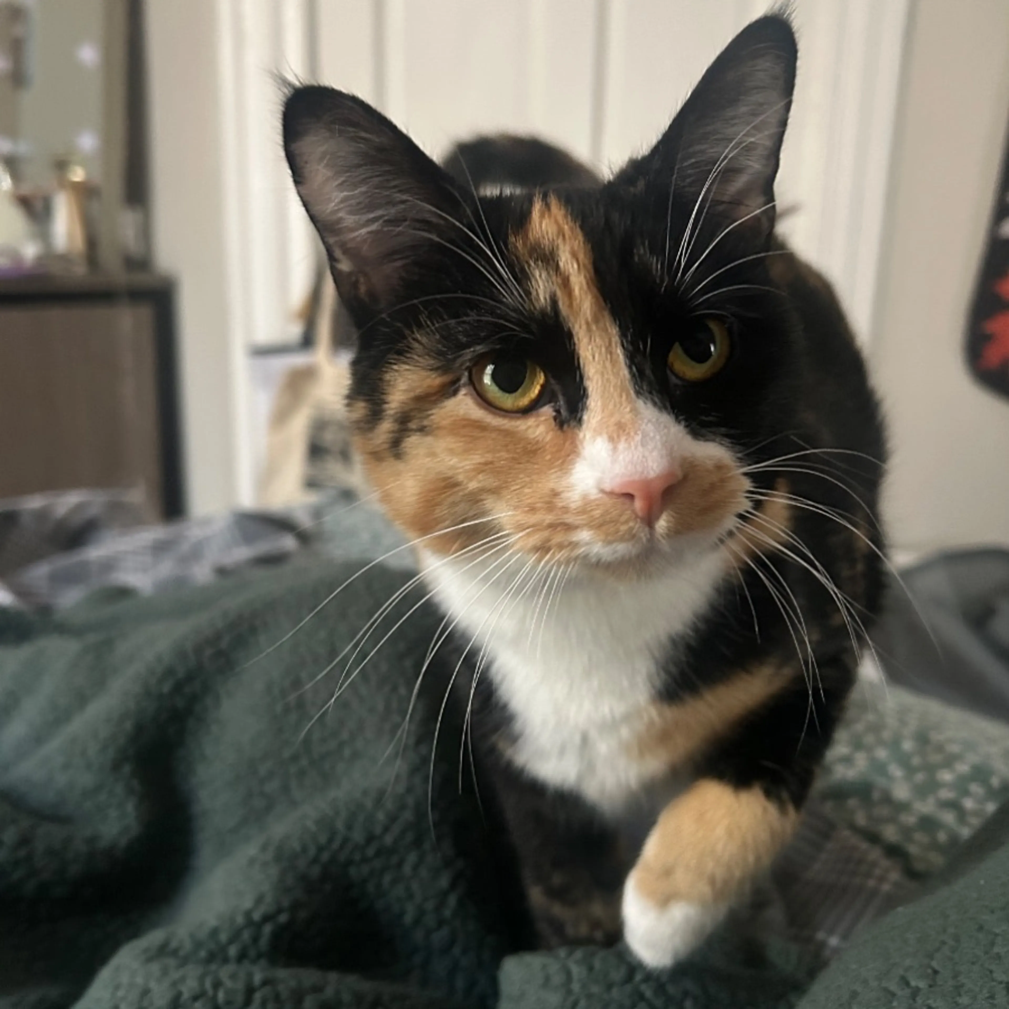 Lost pet-0