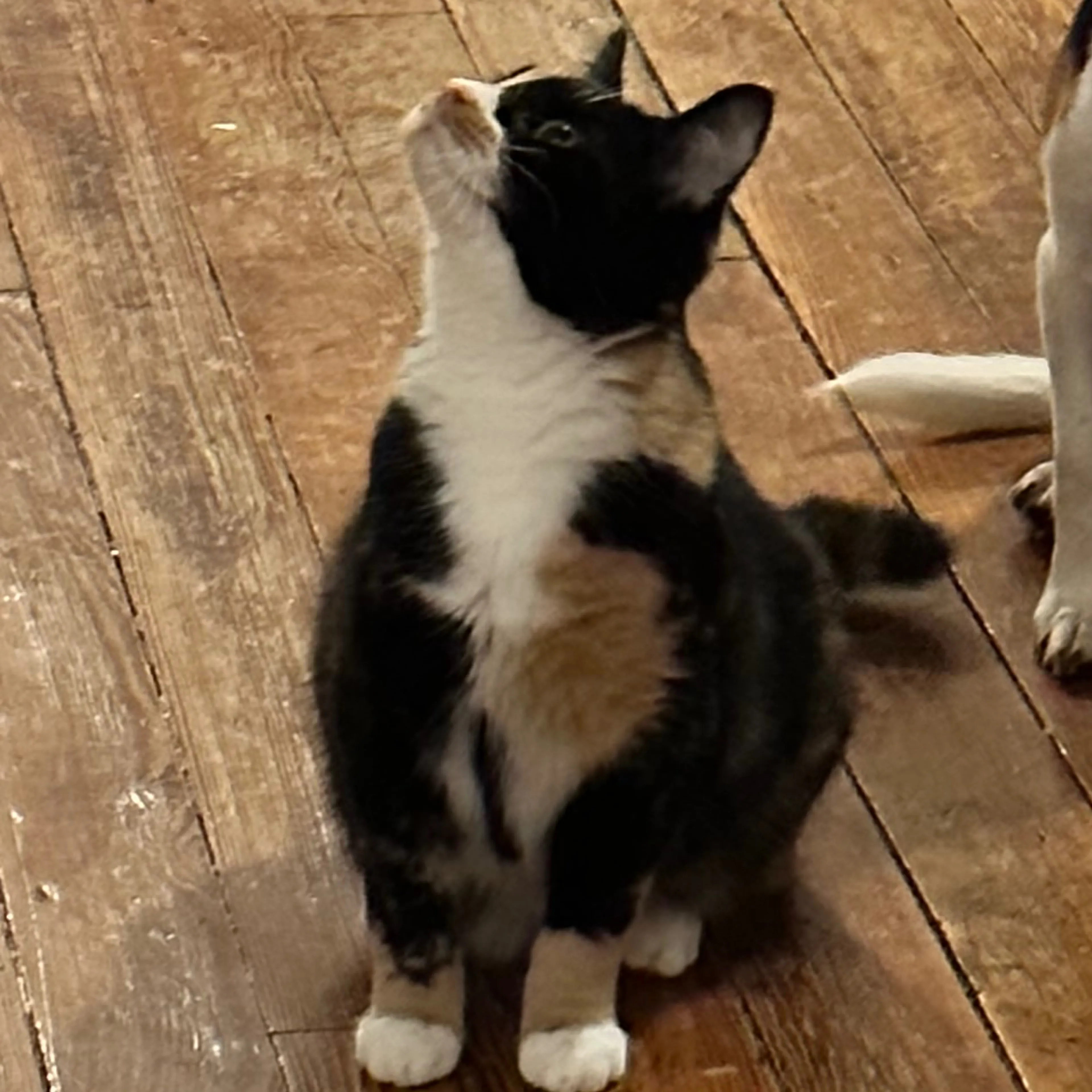 Lost pet-3