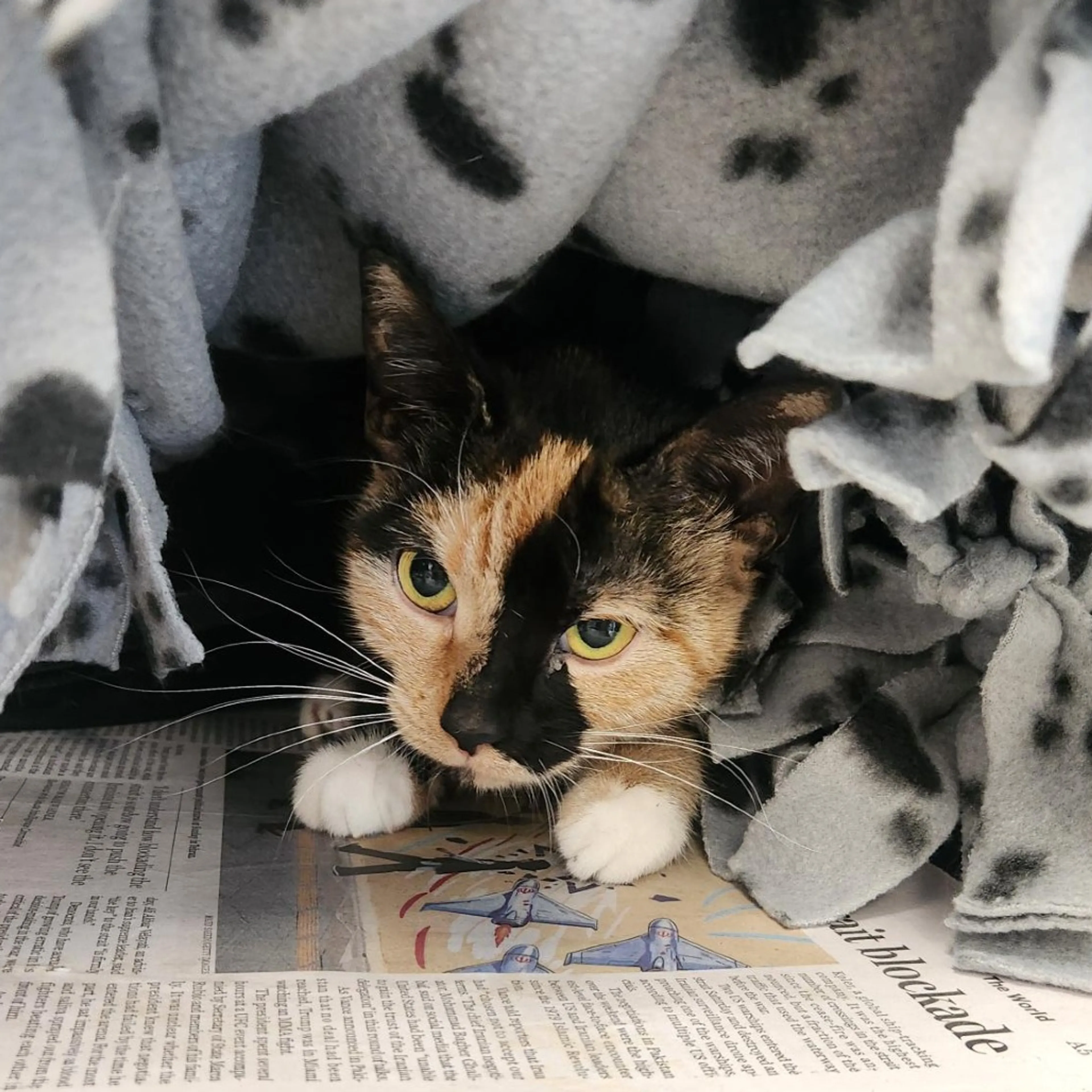 Found pet