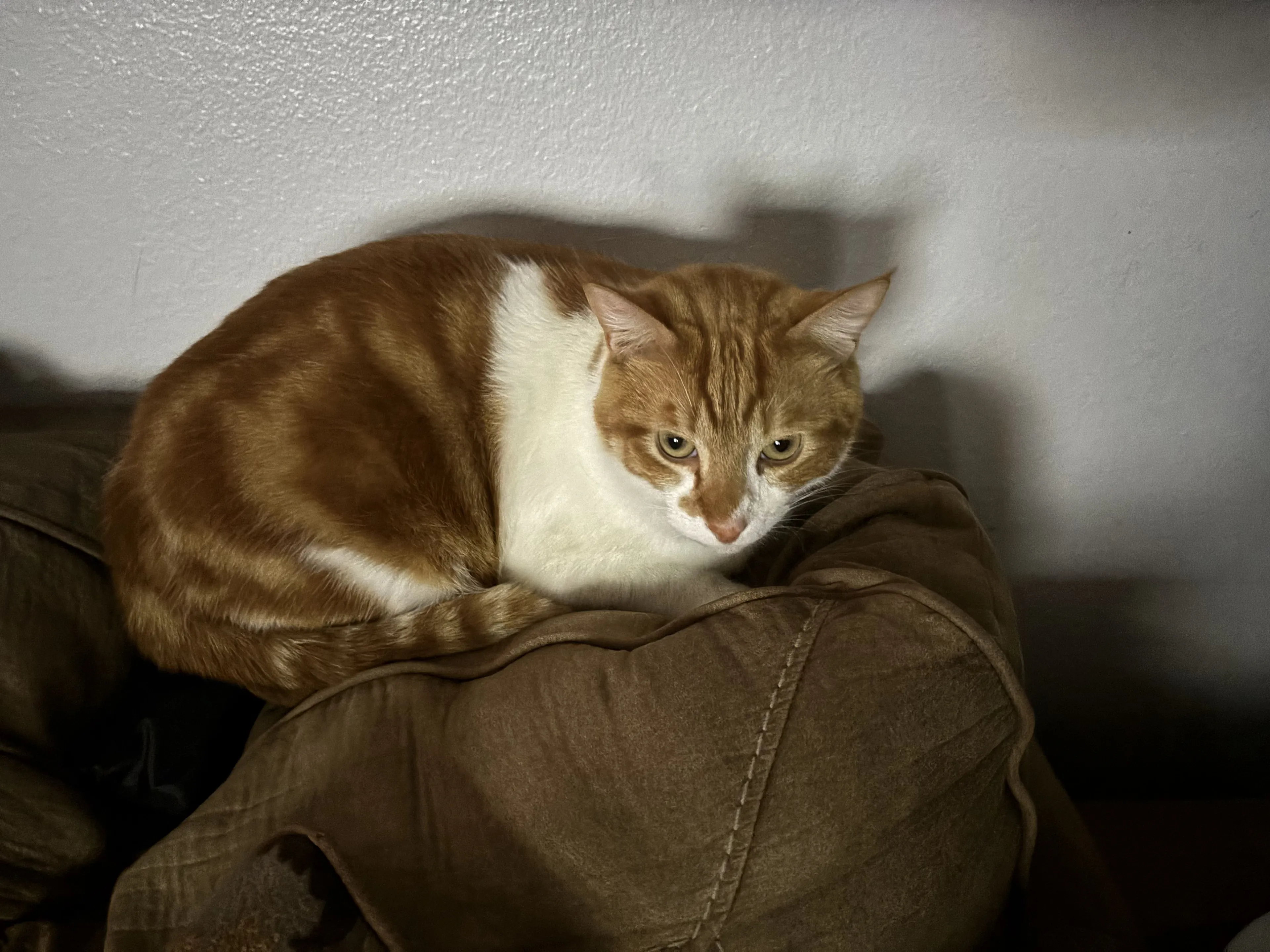 Lost pet-2