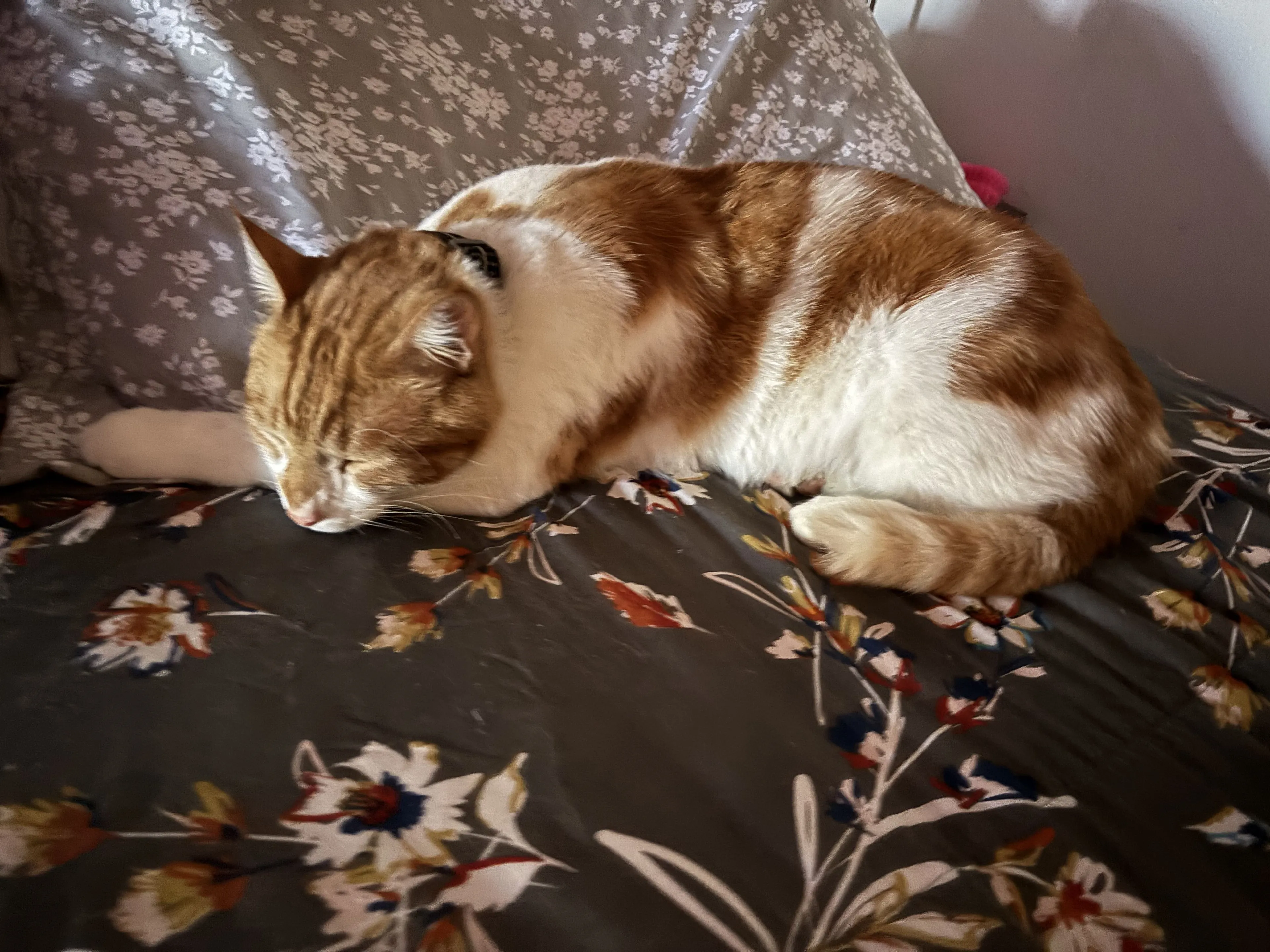 Lost pet-0