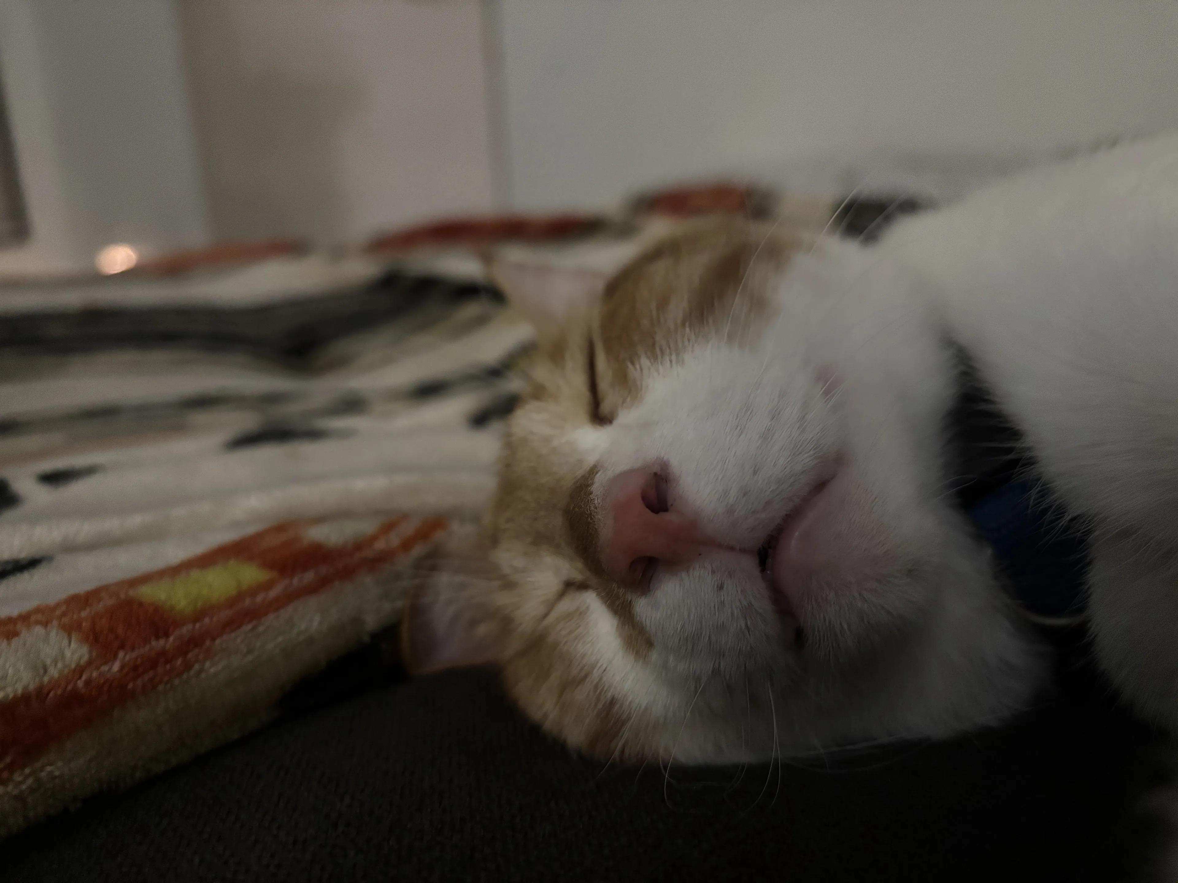 Lost pet-4