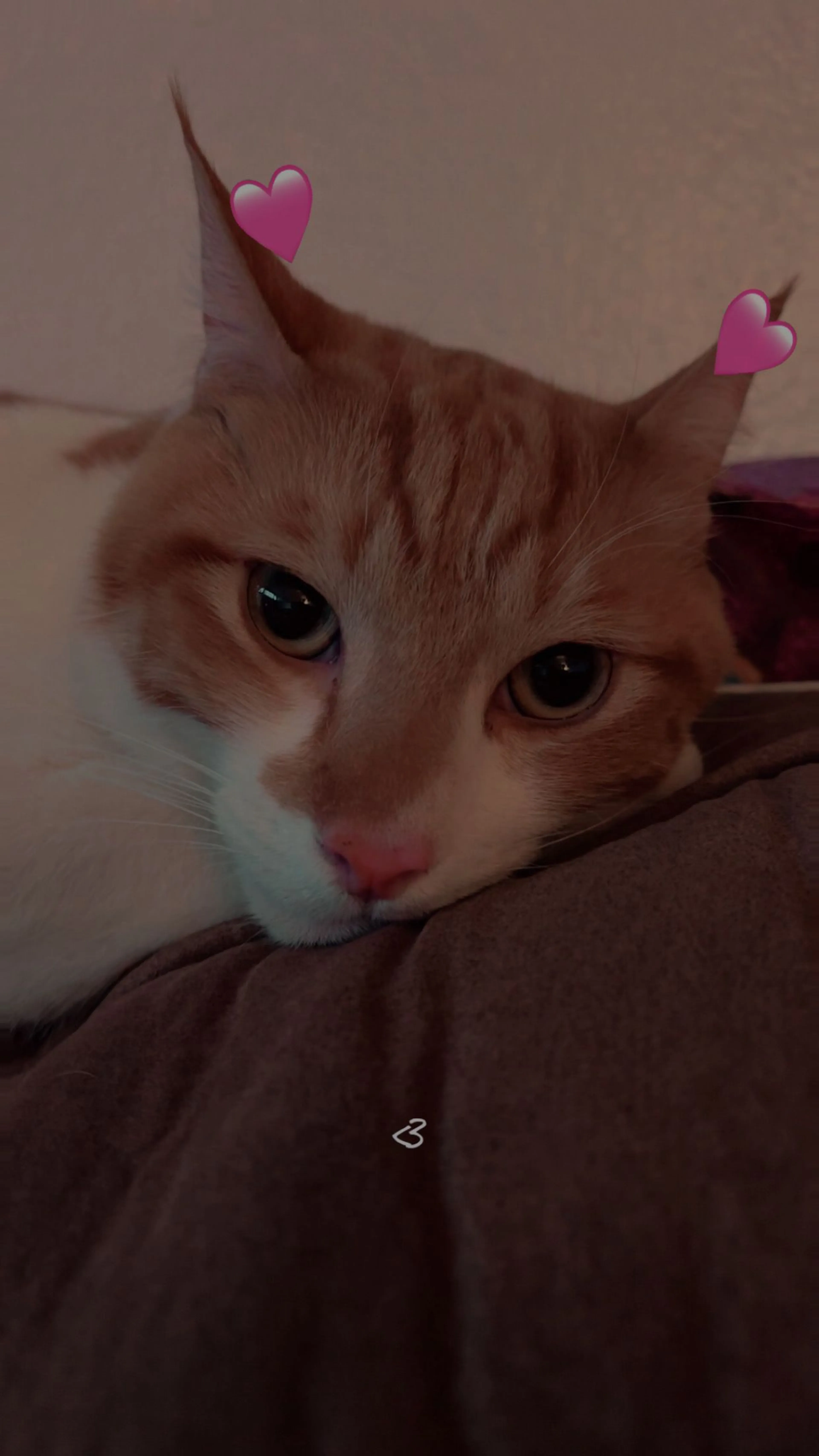 Lost pet-1