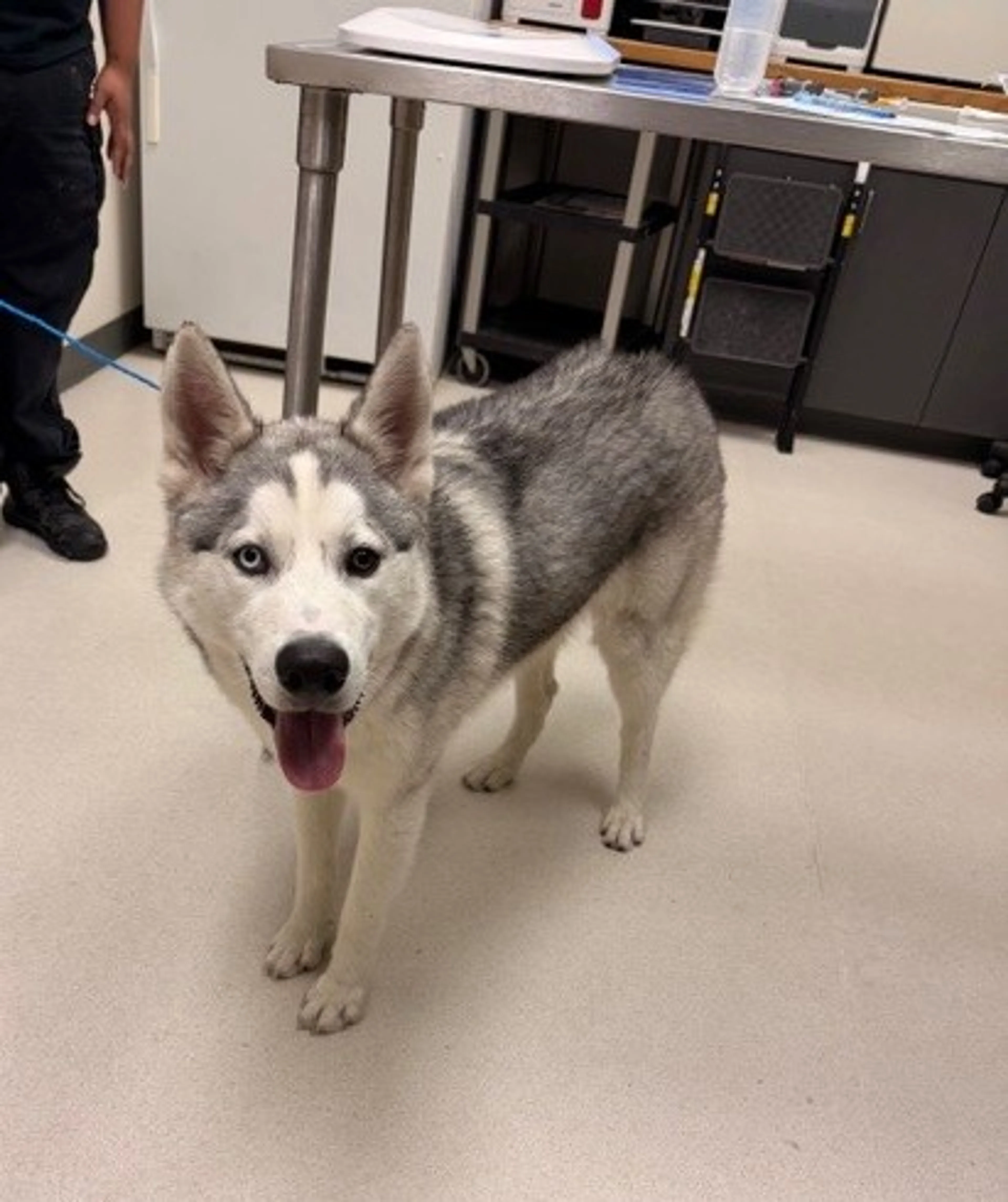 Found pet