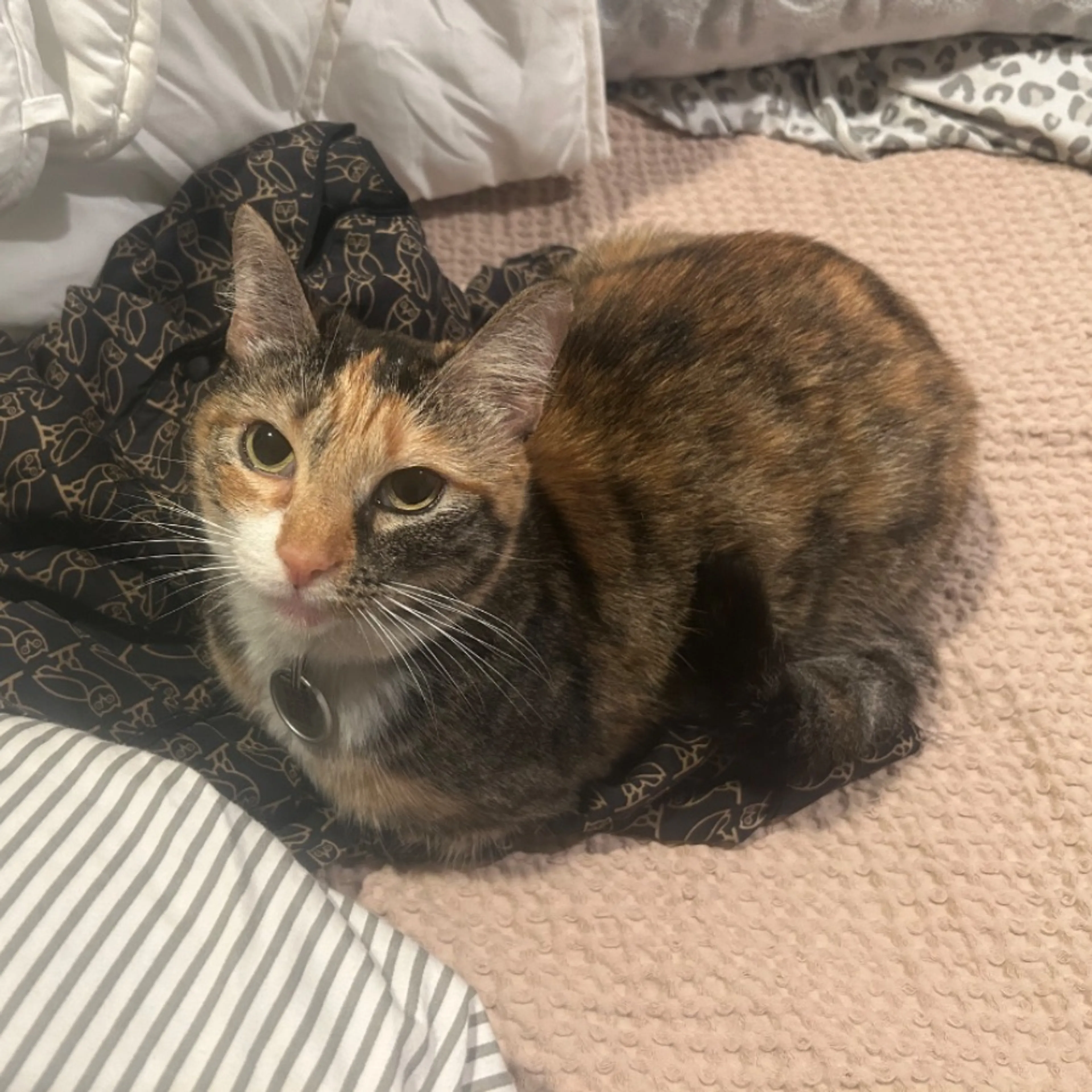 Lost pet