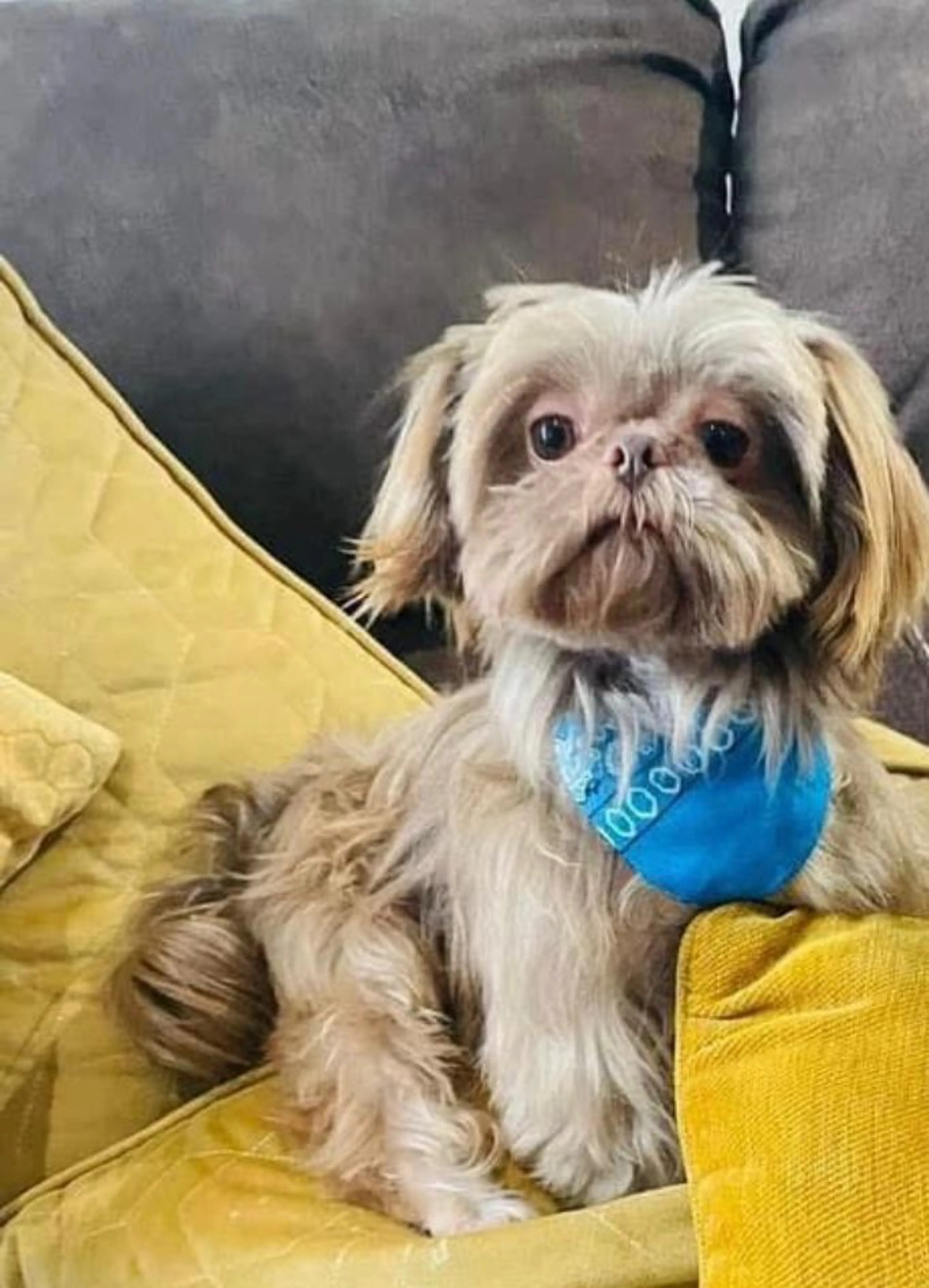 Lost pet