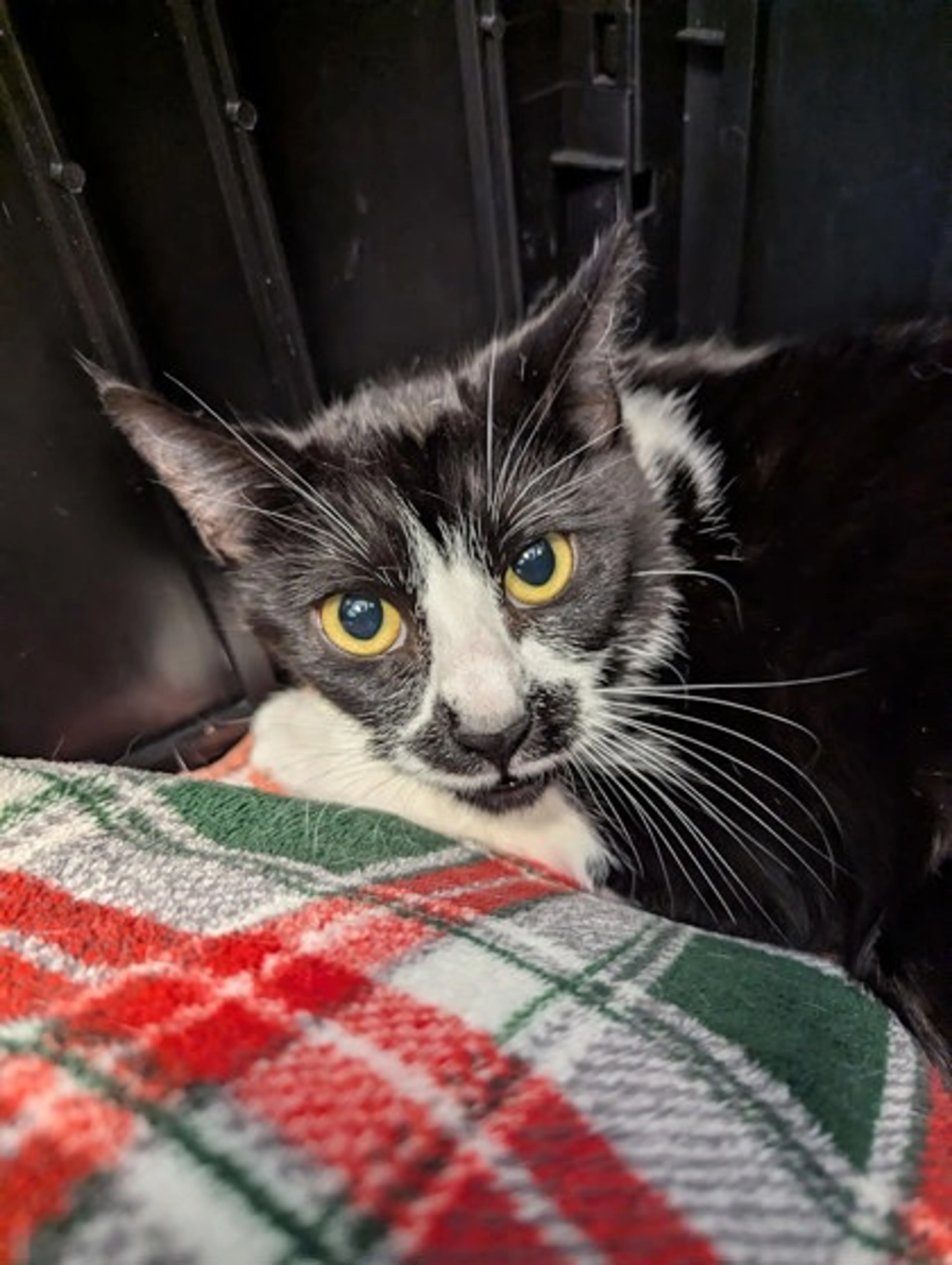 Found pet-1