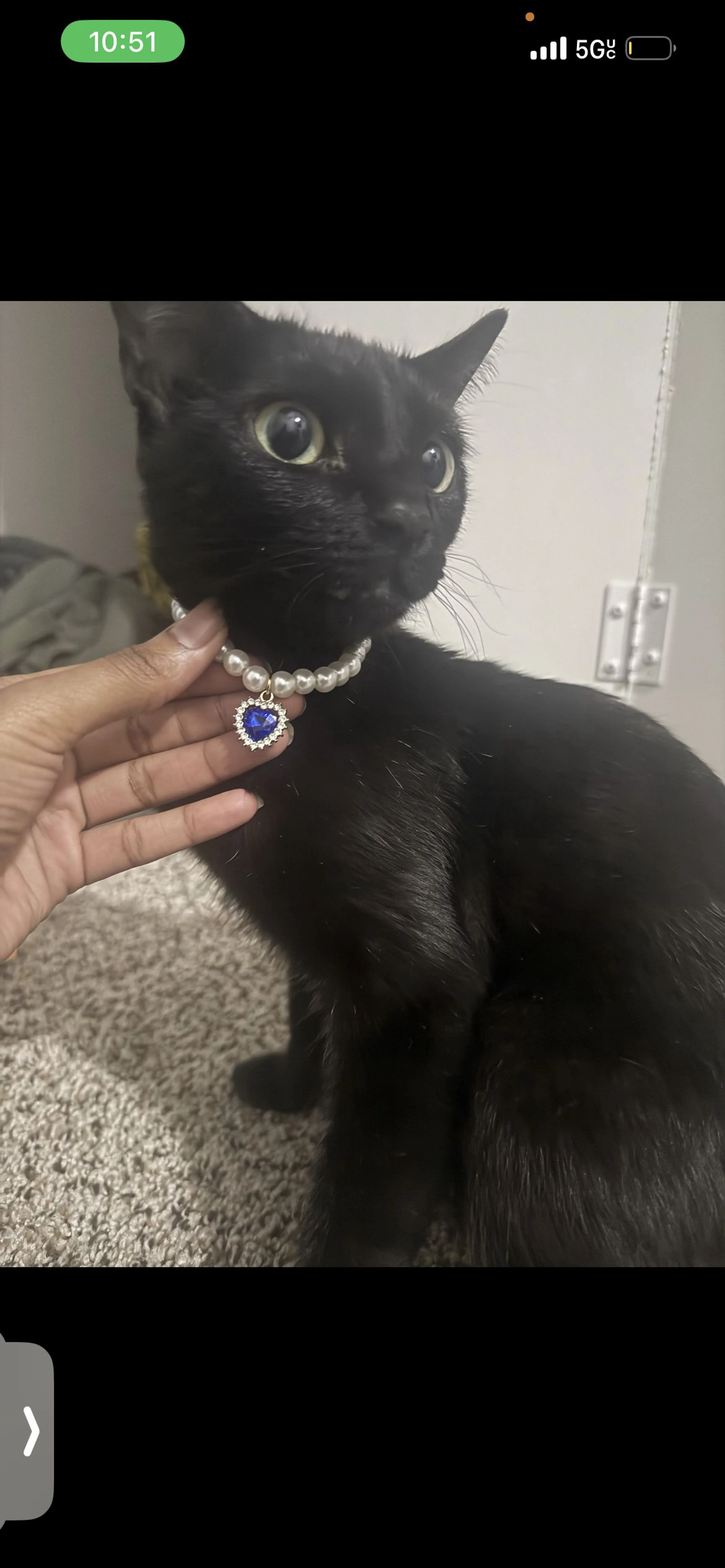 Lost pet-0
