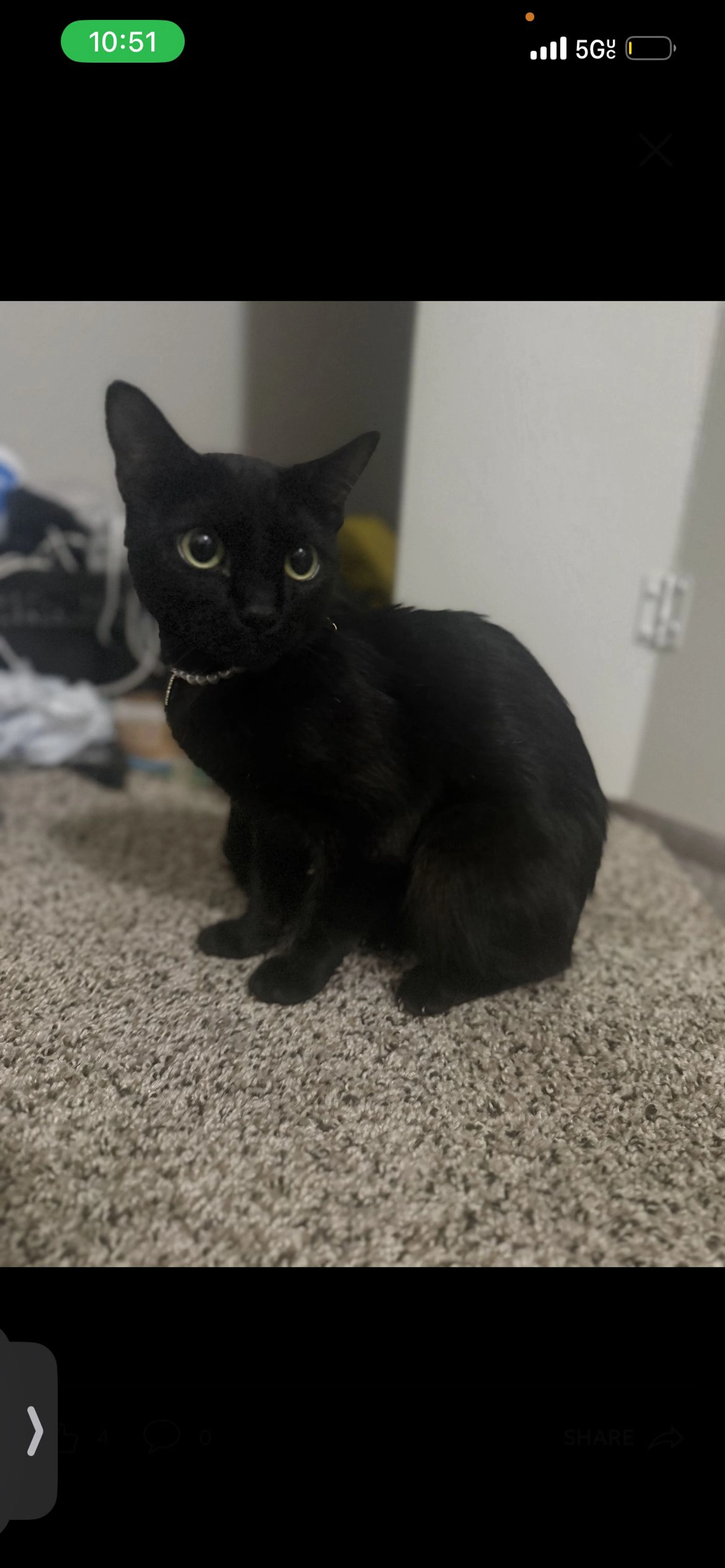Lost pet-1